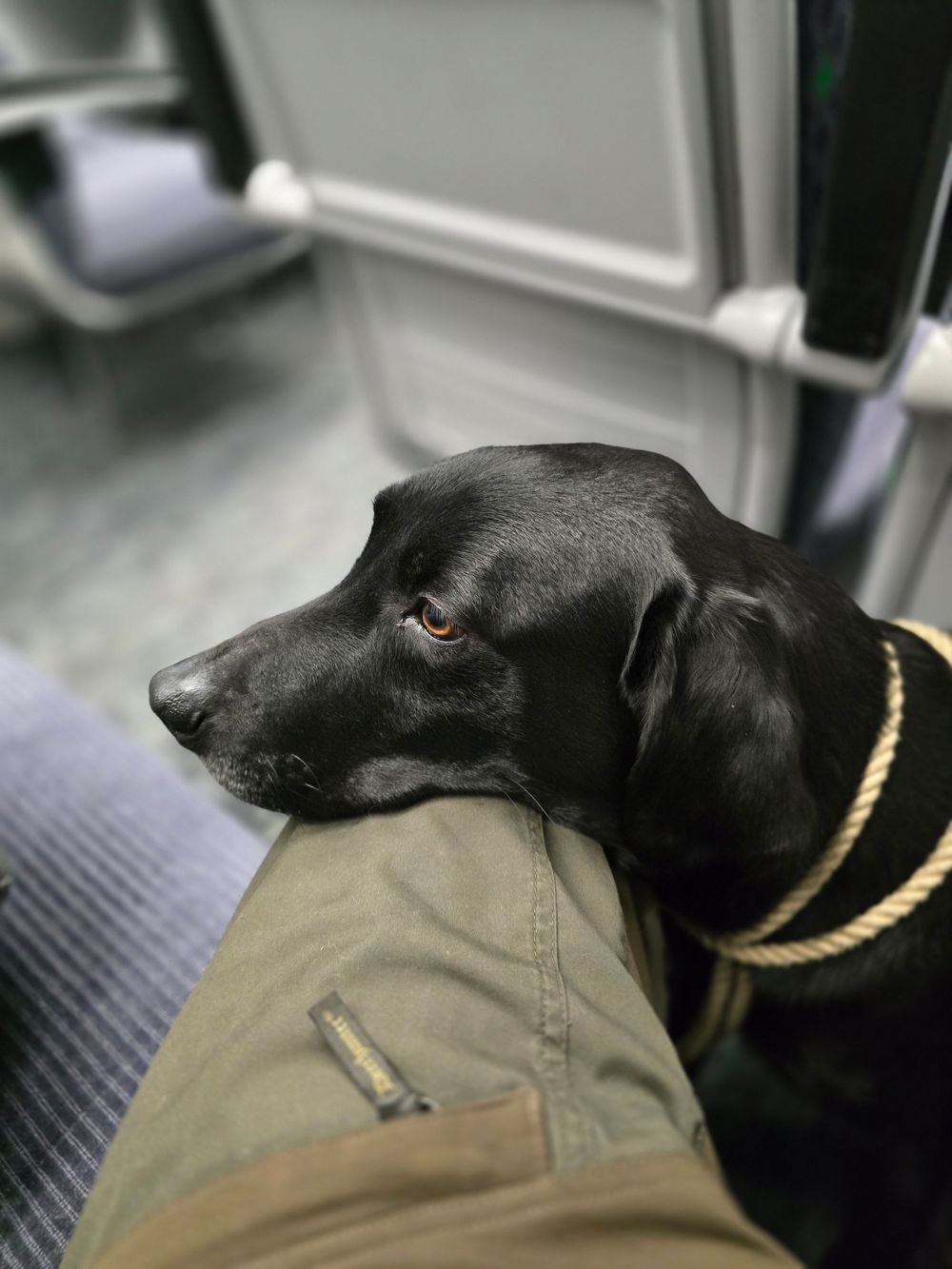 Black dog resting head on someone's lap wearing a gold collar.