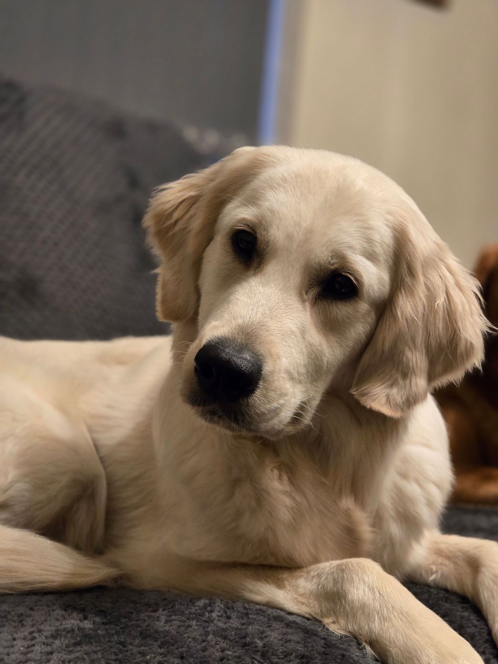 A golden retriever lying down with a relaxed expression on a grey couch.