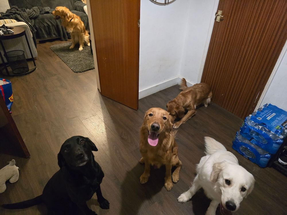 Multiple dogs standing in a hallway near wooden doors and blue storage boxes.