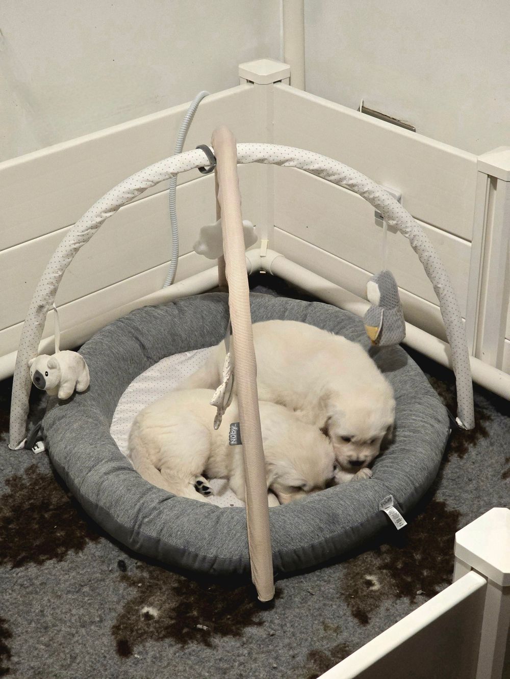 A small white dog rests in a round gray pet bed.