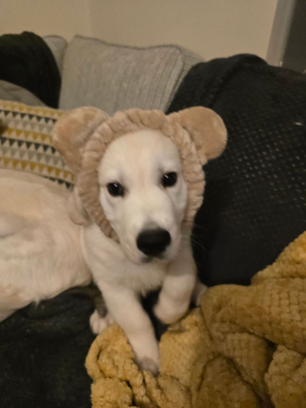 White puppy wearing a cute bear-ear hood while resting on a dark couch.