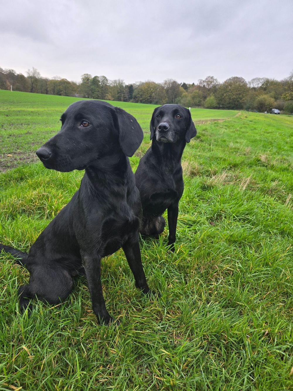 Two black Labrador puppies playing together in a lush green field.