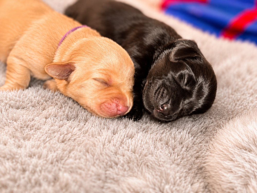 Black and Yellow Labrador Retriever puppy Cheshire