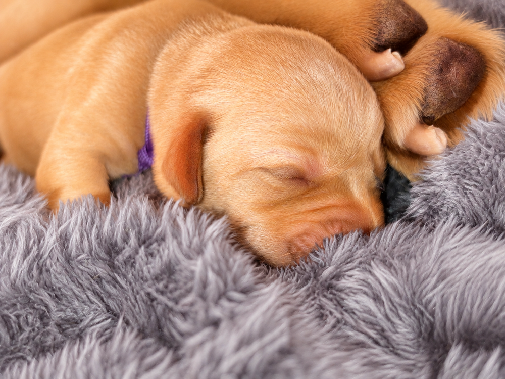 Yellow Labrador Retriever puppy Cheshire