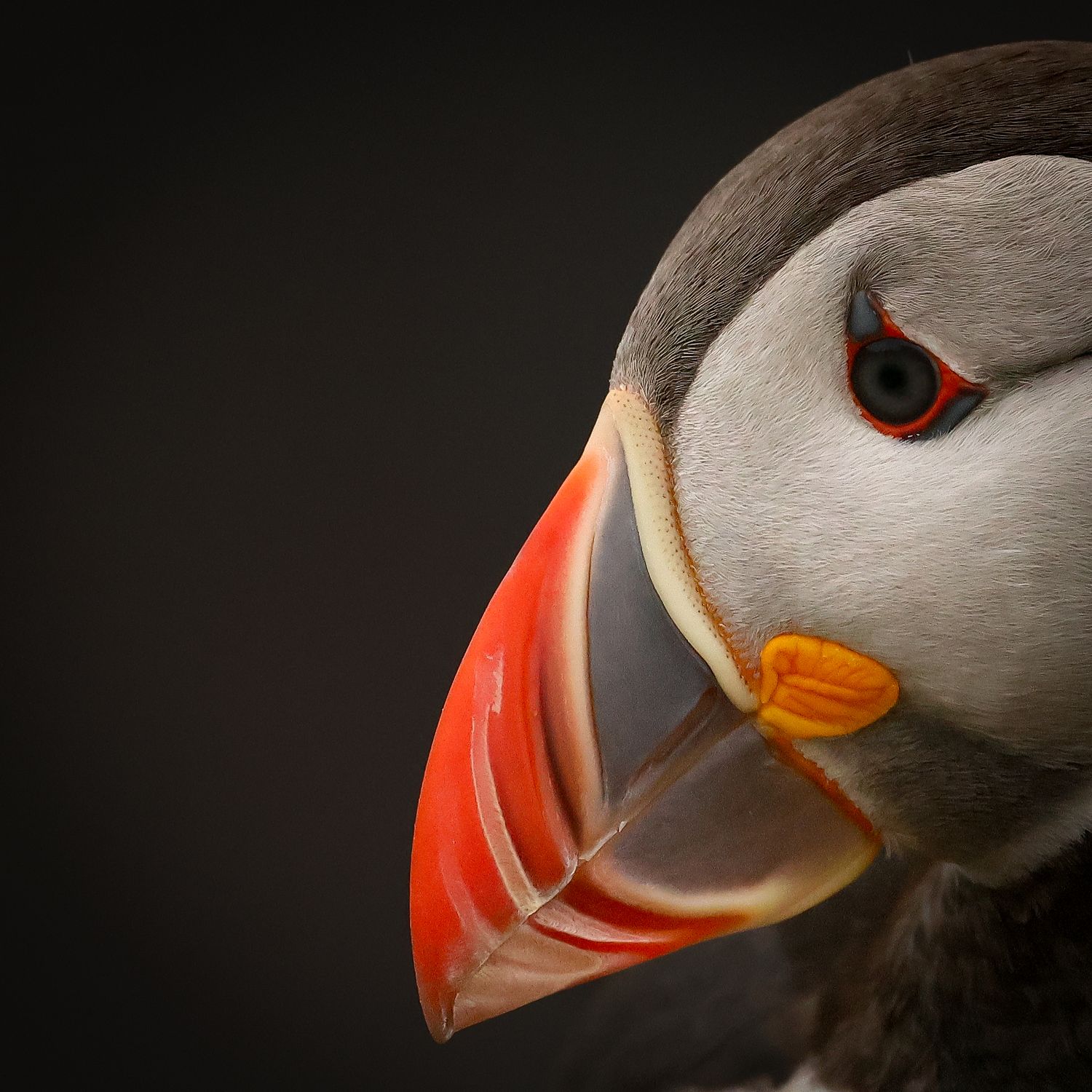 Atlantic Puffin on Great Saltee Island