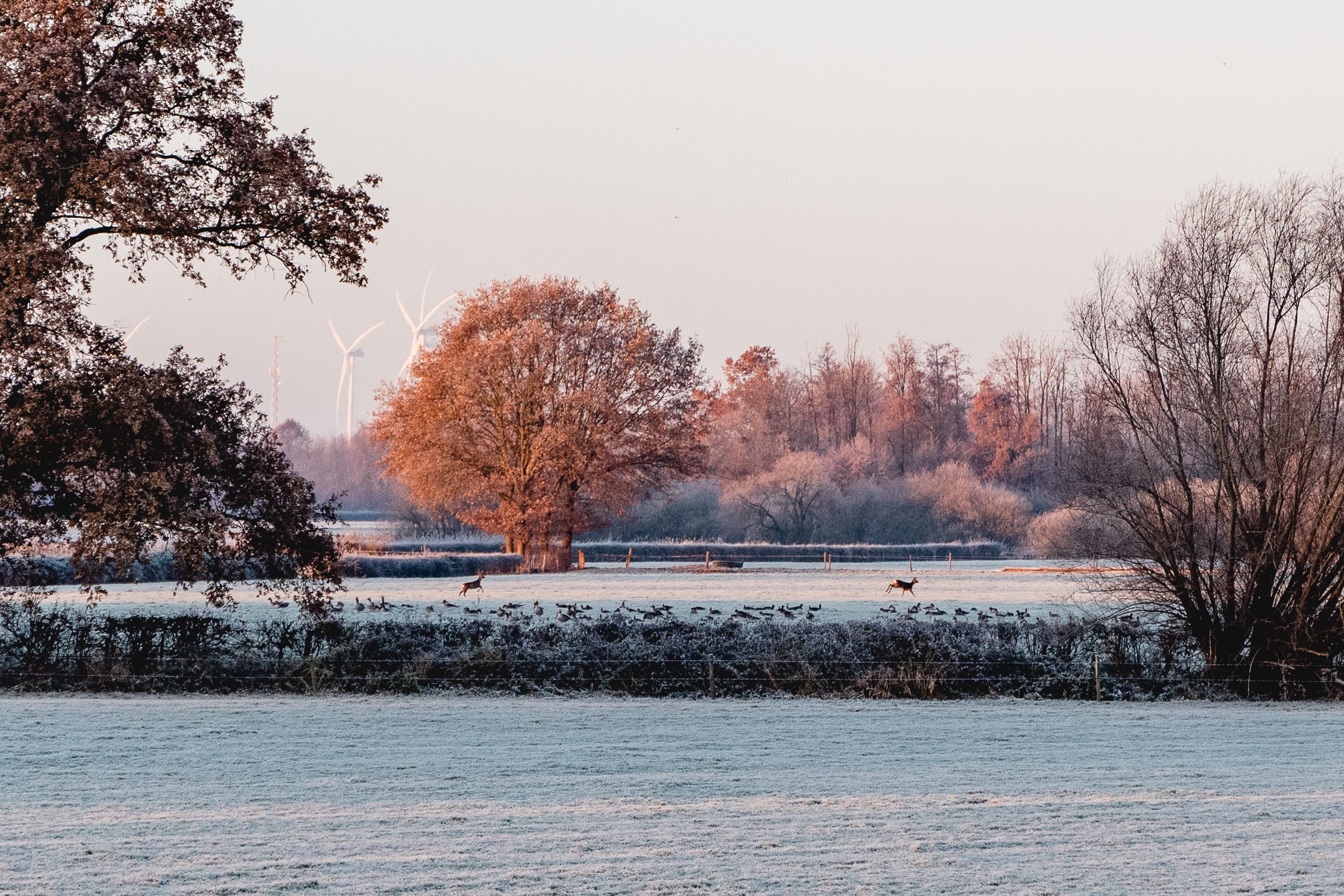 Snow-covered landscape with bare trees at sunset creating a serene winter panorama.
