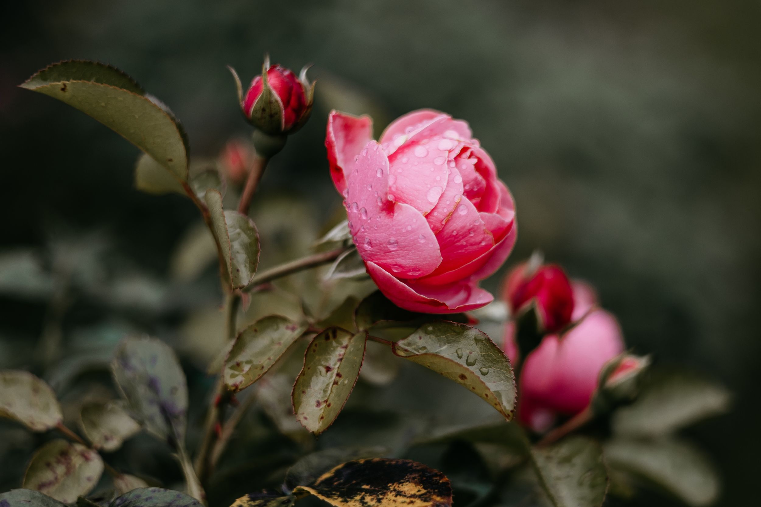 Pink rose buds with water droplets against a dark moody background.