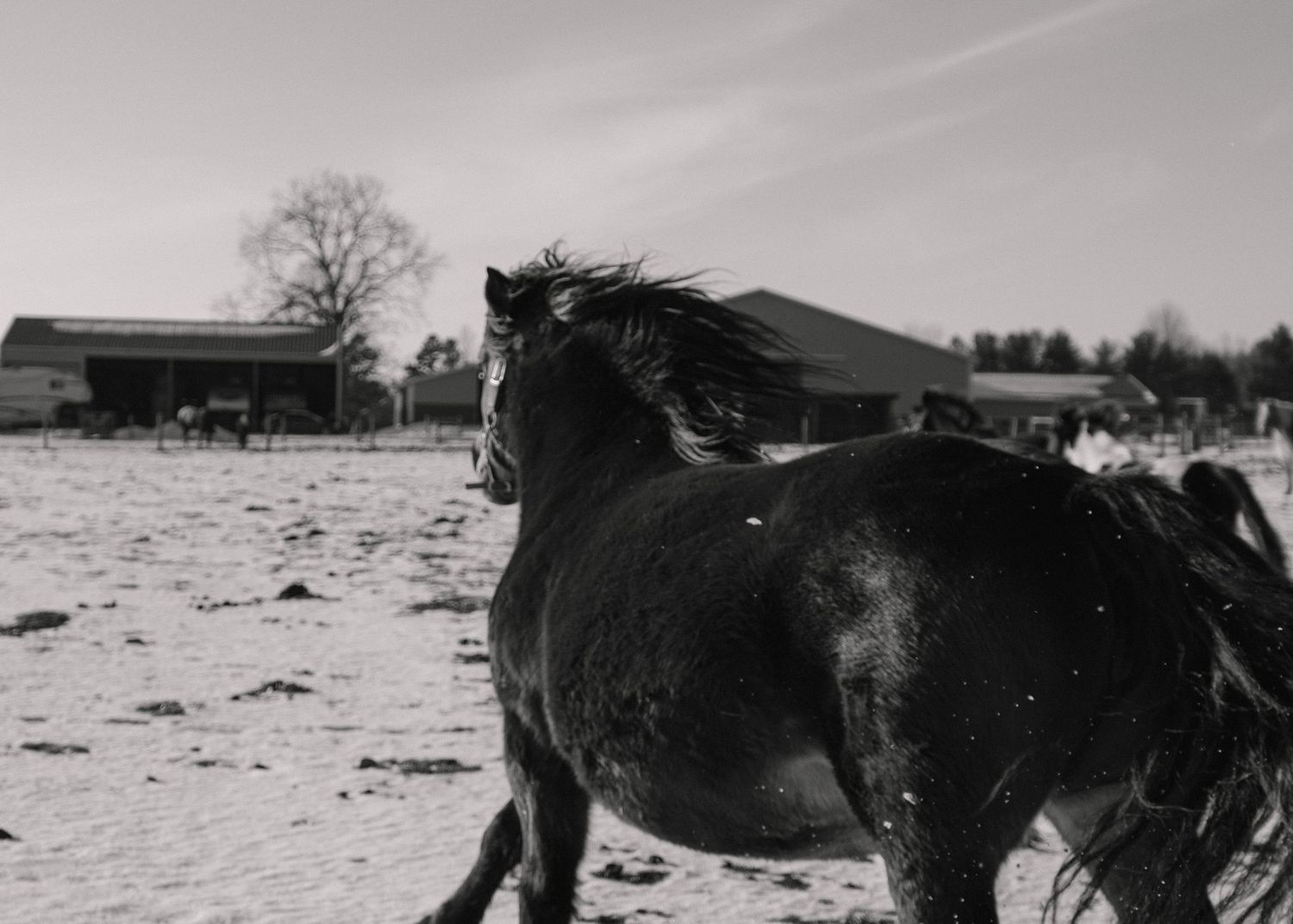 Running Horse