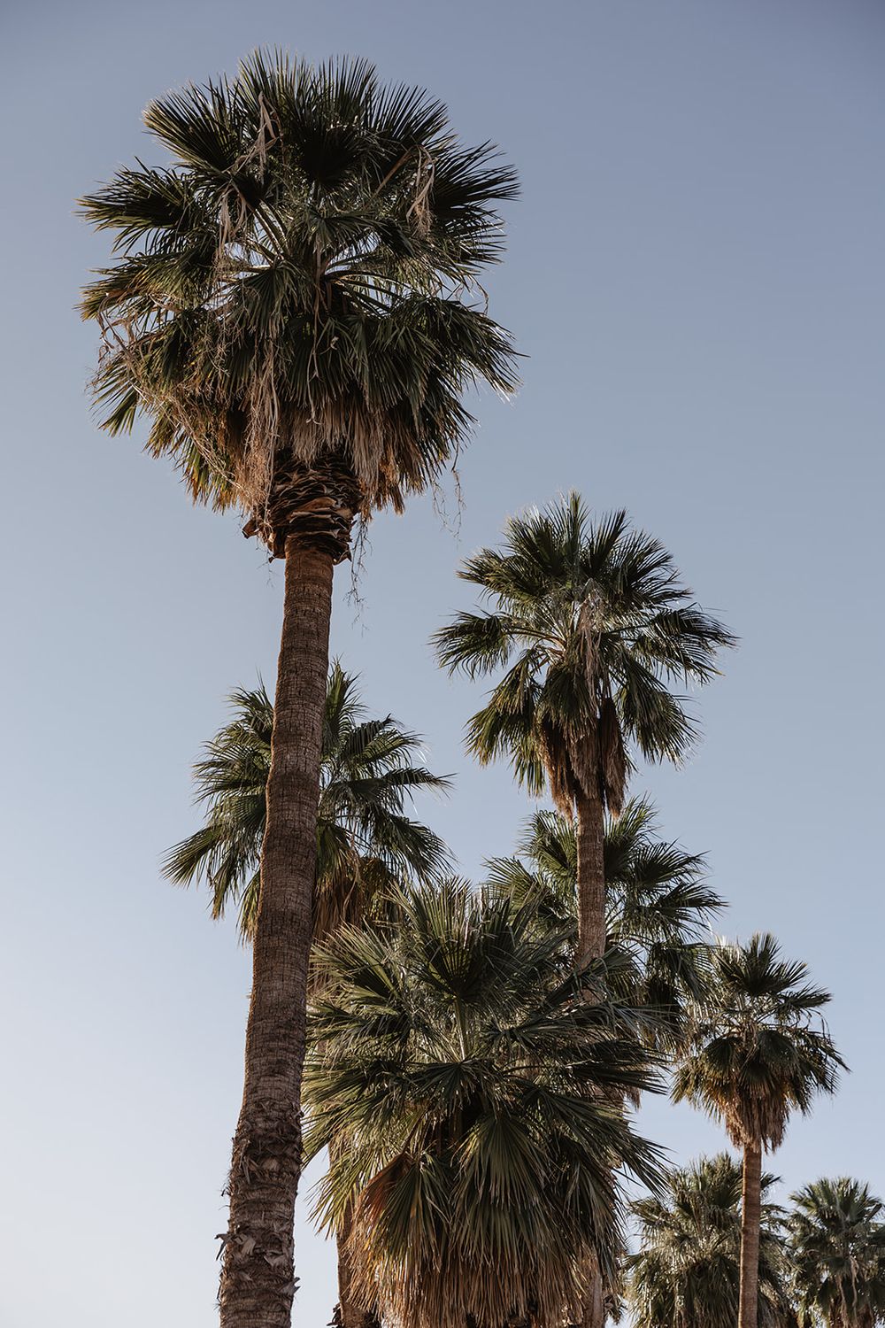Tall California fan palm trees silhouetted against a clear blue sky in a desert oasis setting.