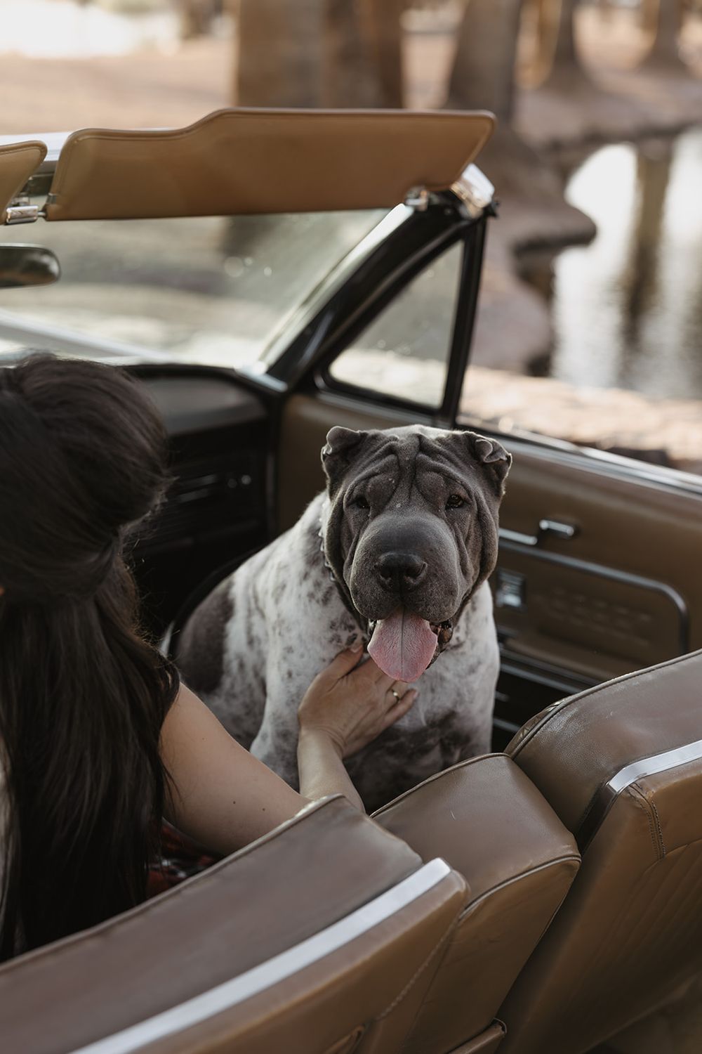 A wrinkled Shar-Pei dog with tongue out sits in the backseat of a vintage convertible car.