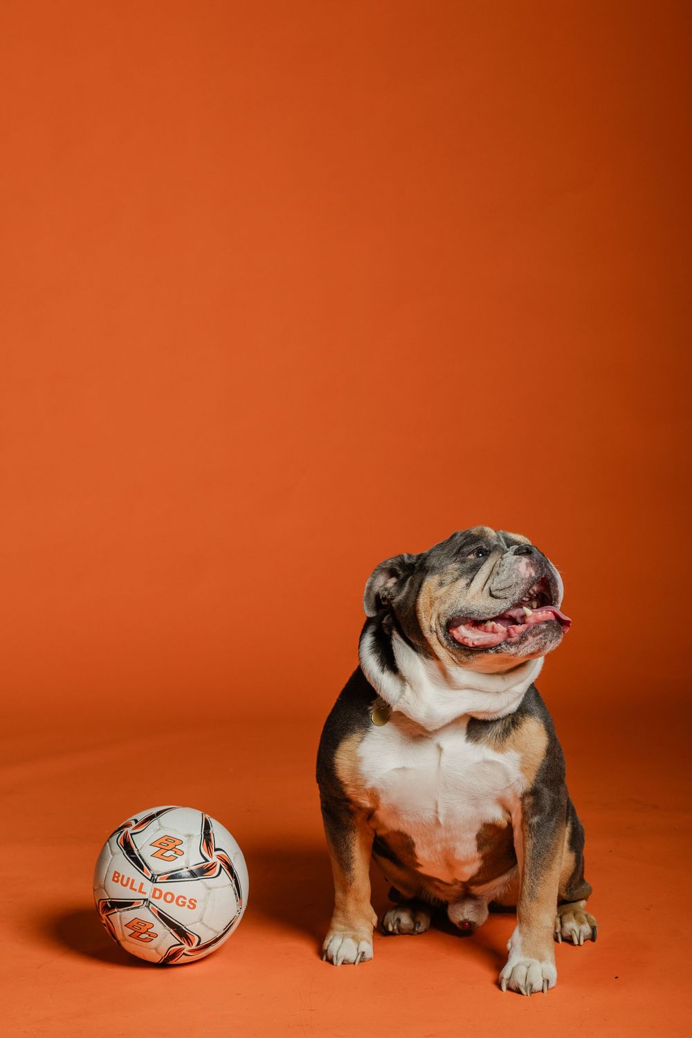 Sequence of a playful bulldog interacting with a ball against an orange backdrop.