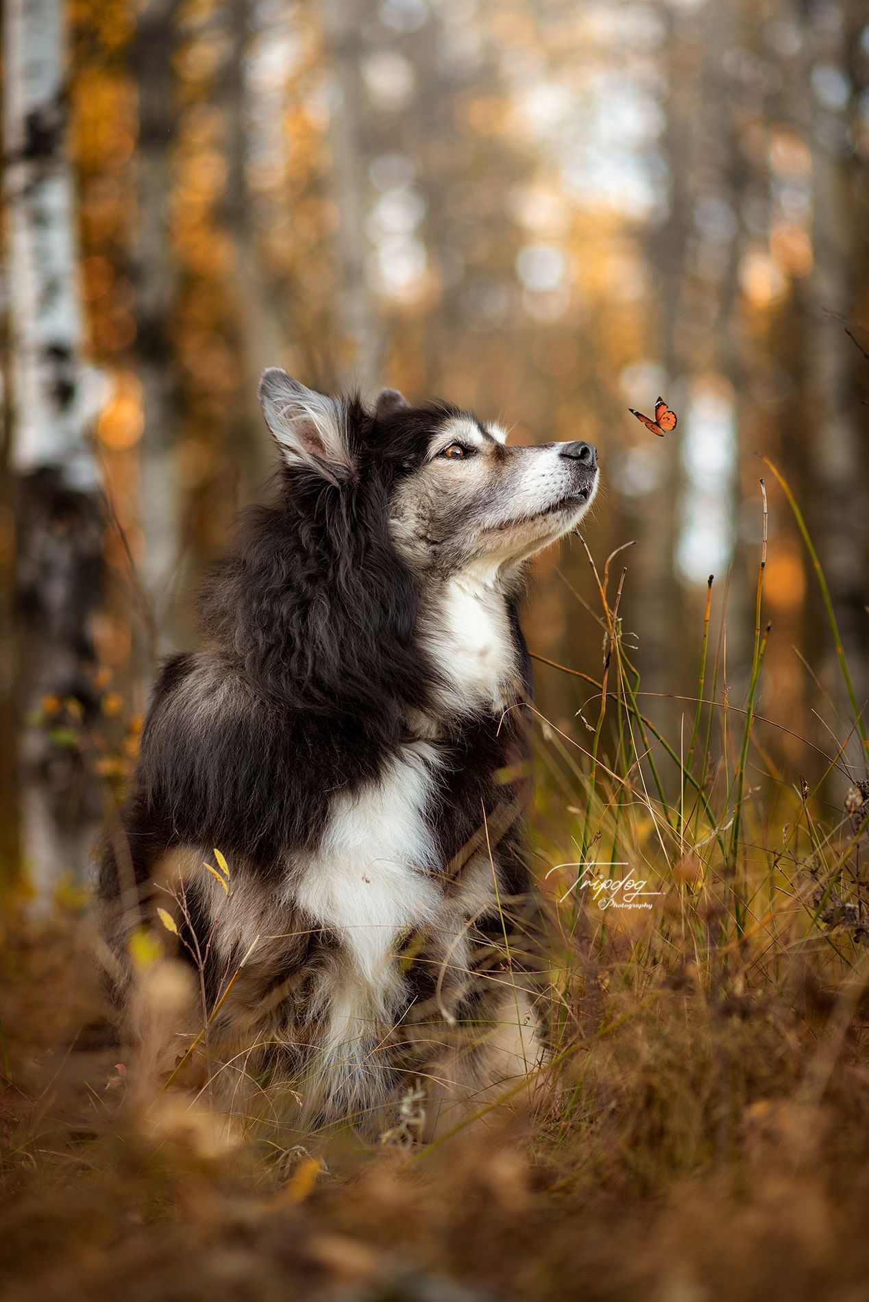 A fluffy black and white dog gazes curiously at an orange butterfly in an autumn forest with golden foliage.