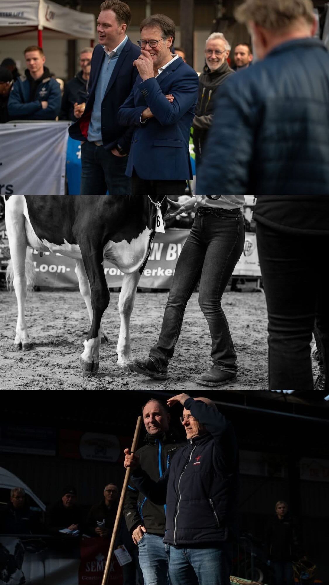 A group of people in business attire gather around to examine and discuss dairy cows in an agricultural setting.