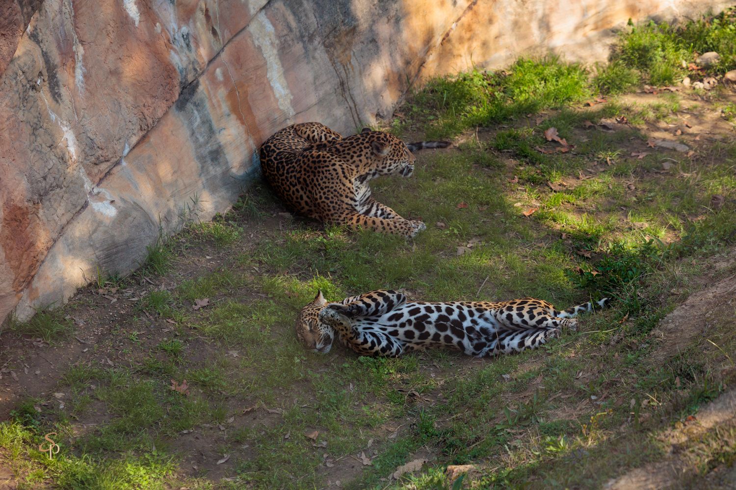A spotted leopard lounges on a dirt path in dappled sunlight near a concrete wall.