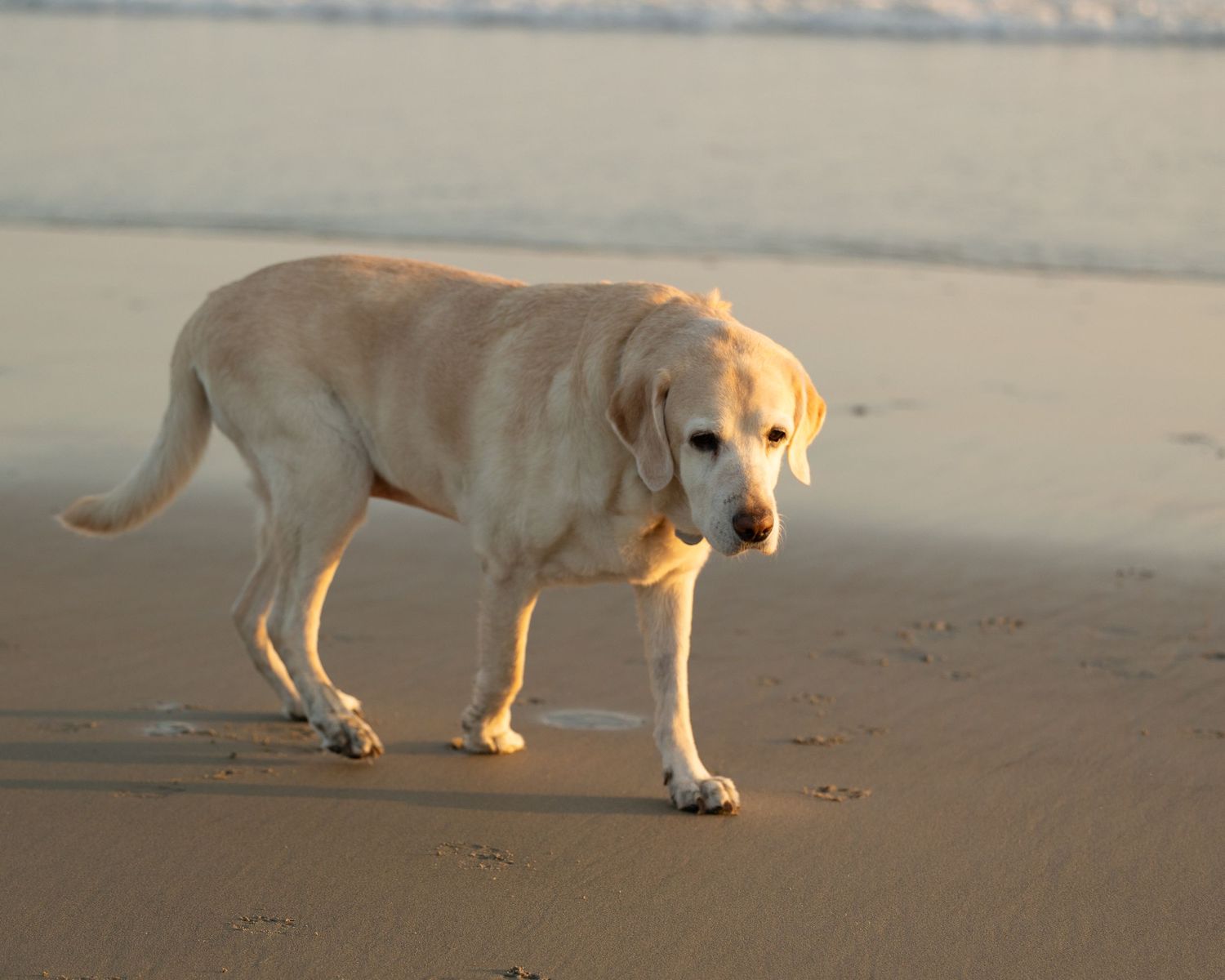 Yellow Labrador retriever walks alone on sandy beach at sunset casting long shadow.