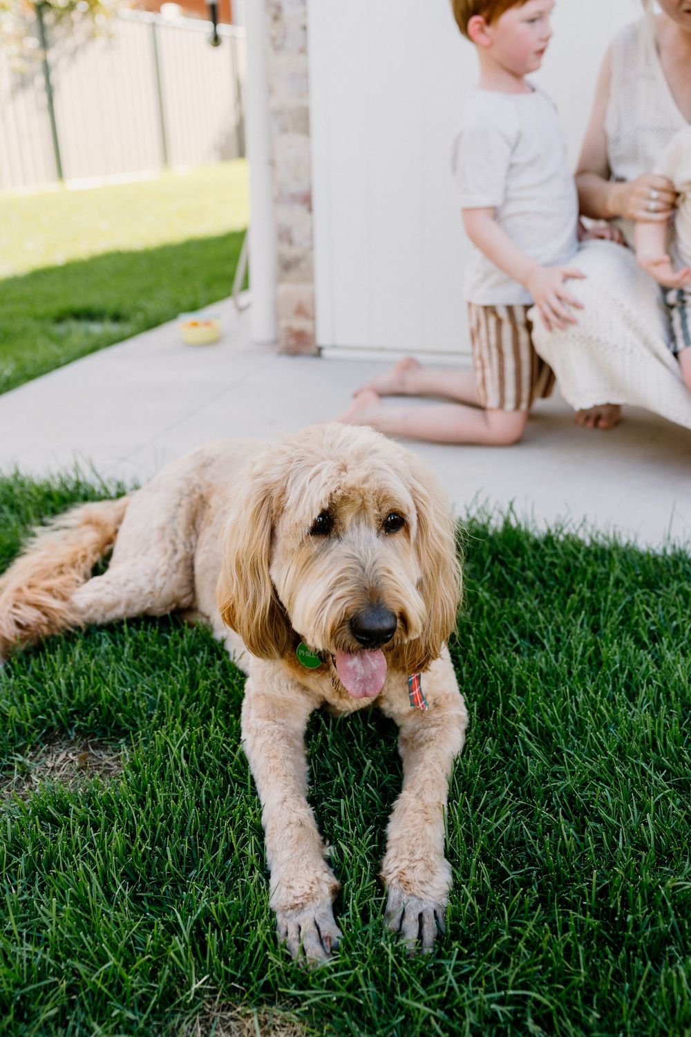 A goldendoodle dog with fluffy cream-colored fur lies on green grass beside a porch in a sunny backyard.