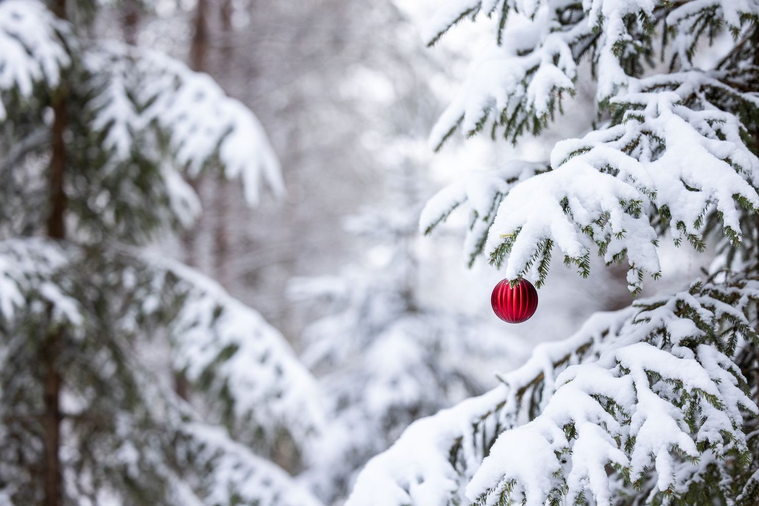 A bright red Christmas ornament hangs on a snow-covered evergreen branch in a winter forest setting.