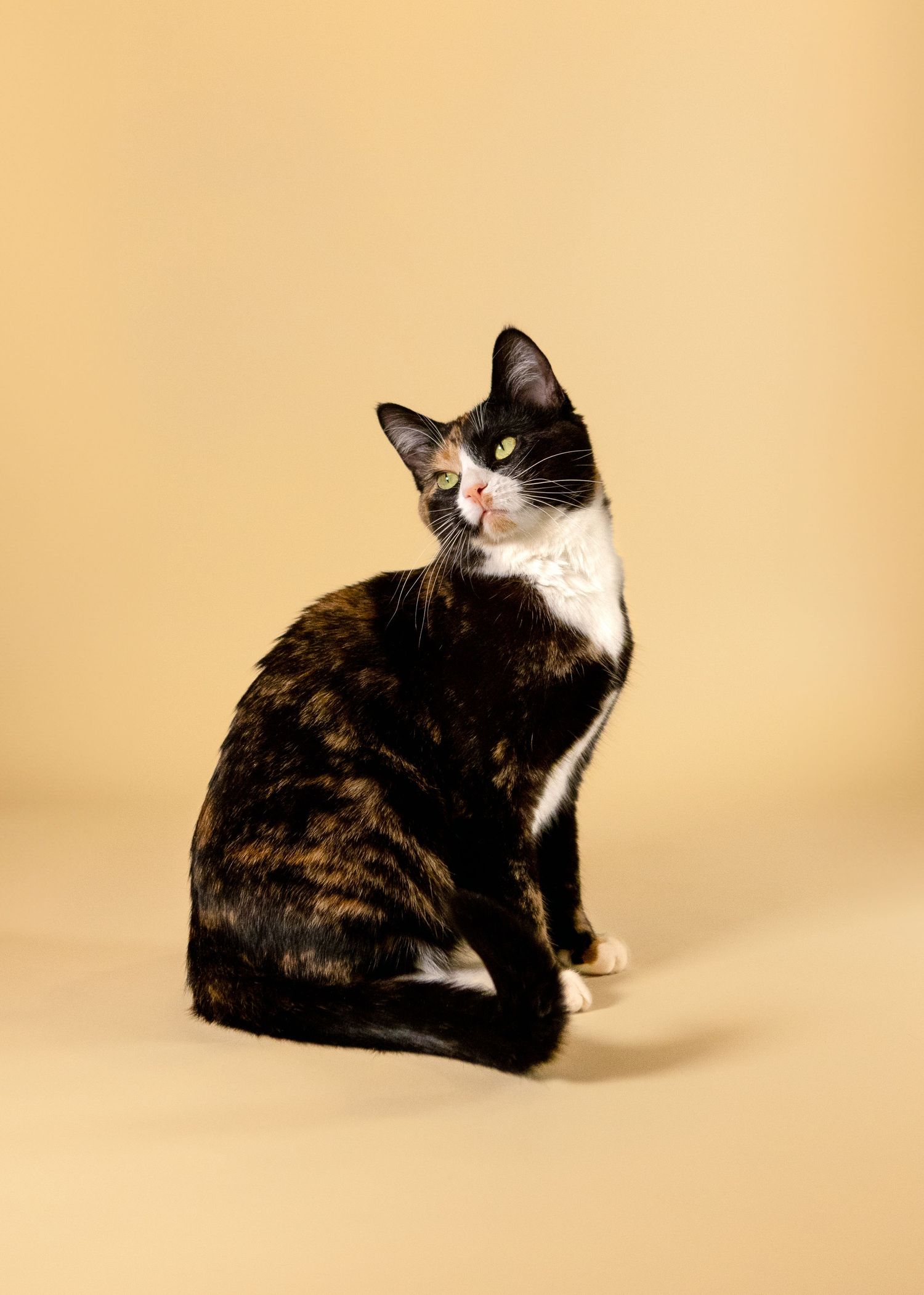 Black and white cat photographed in various poses against beige background.