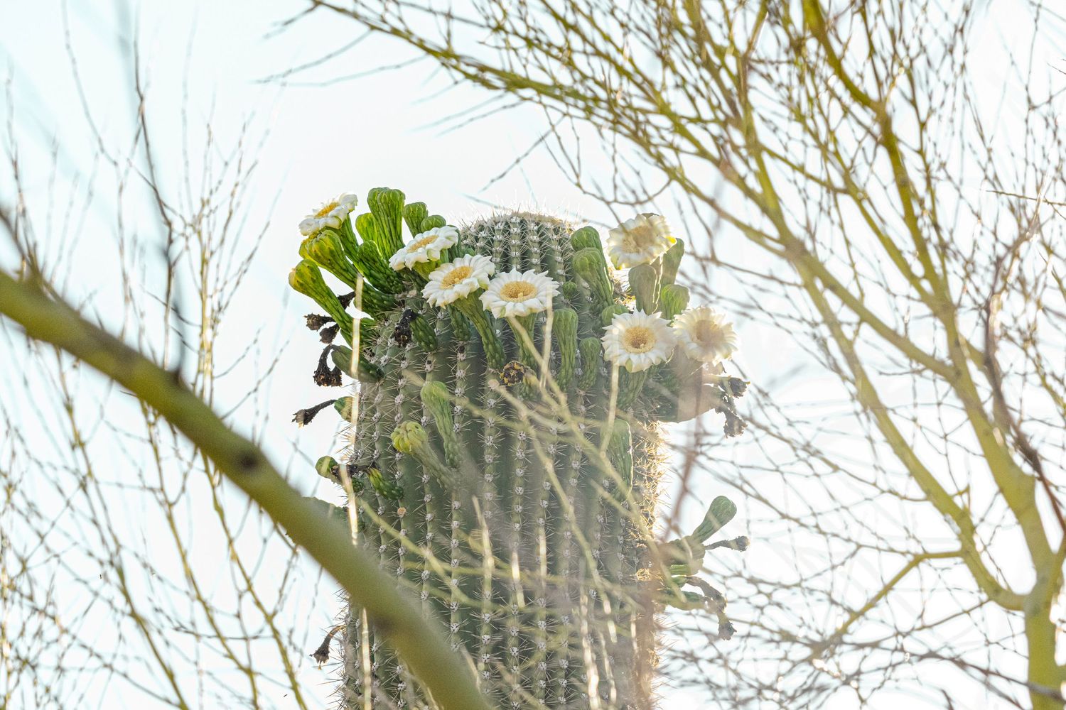a landscape photo peeking through a palo verde to a saguaro cactus with a crown of flowers in bloom in Marana AZ near Saguaro Natl Park