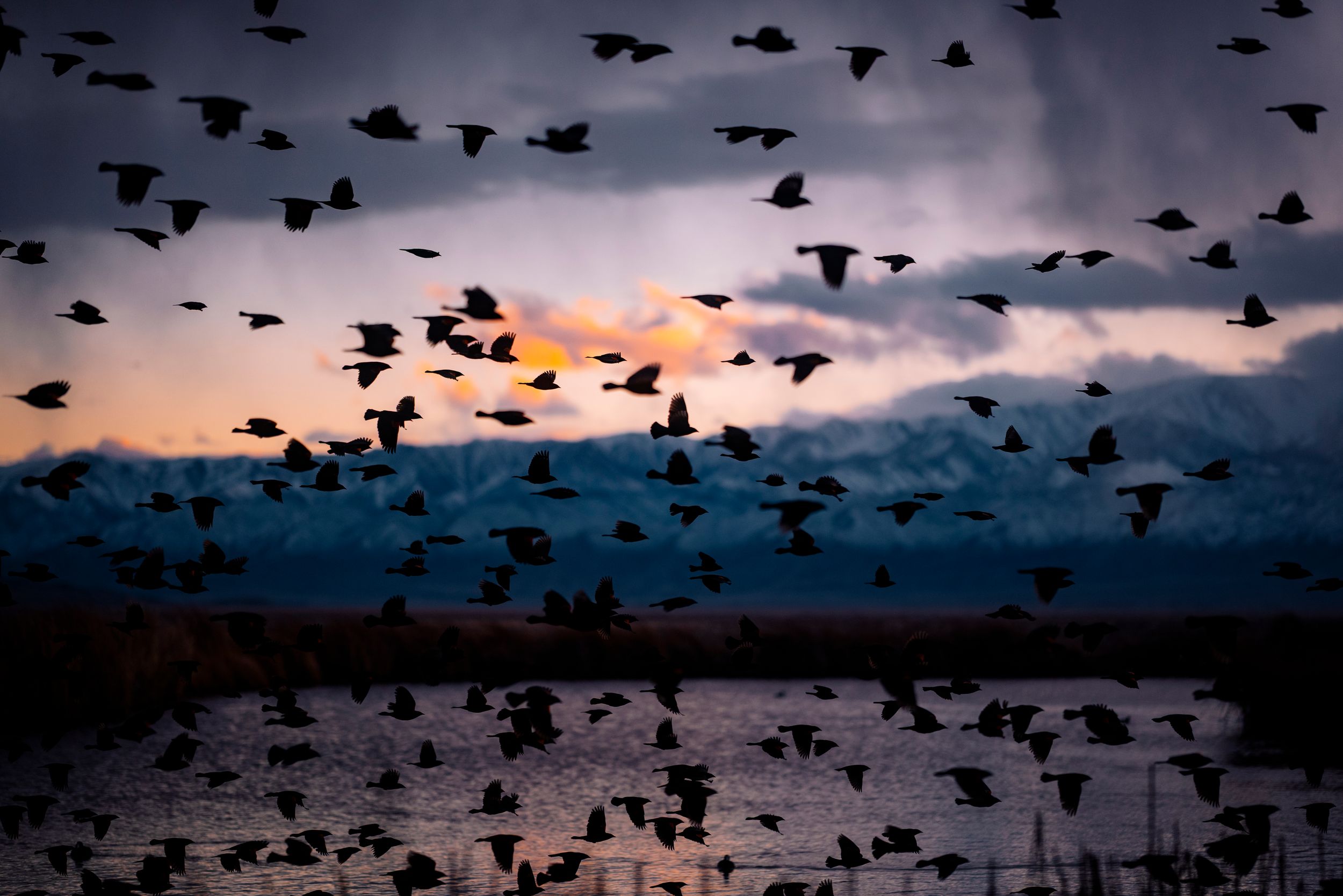Silhouettes of birds flock over a reflective wetland at dramatic sunset with dark storm clouds.