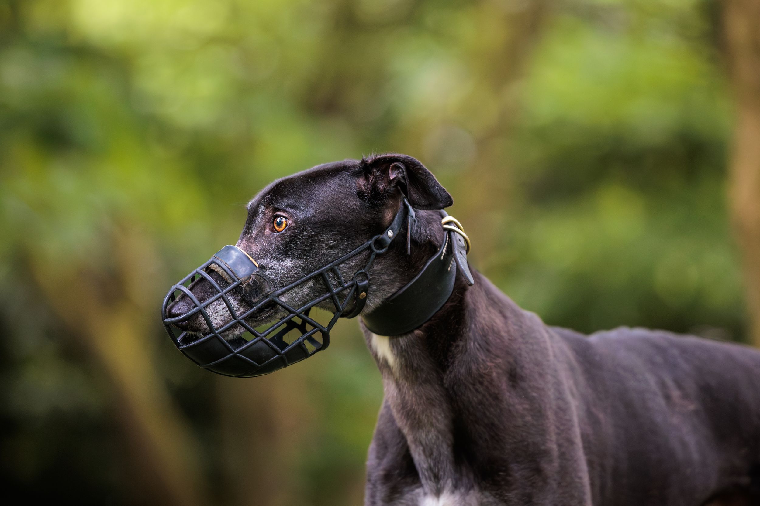 A black whippet dog running gracefully through a natural outdoor setting with trees and foliage in the background.