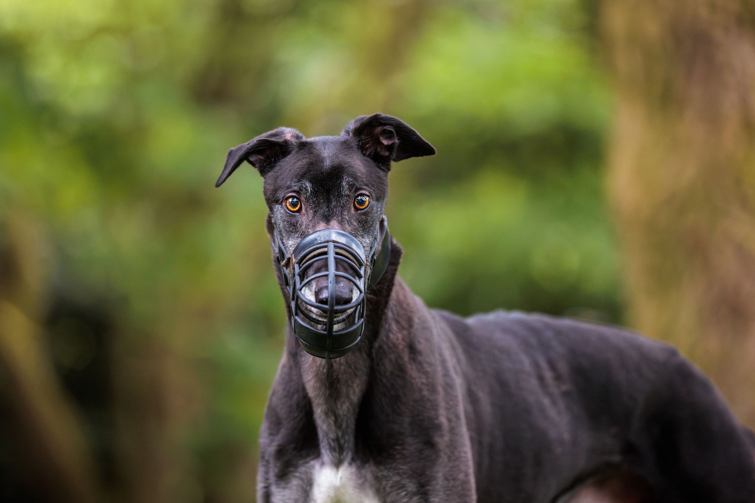 A close-up portrait of an alert black Greyhound dog with perked ears against a blurred green nature background.