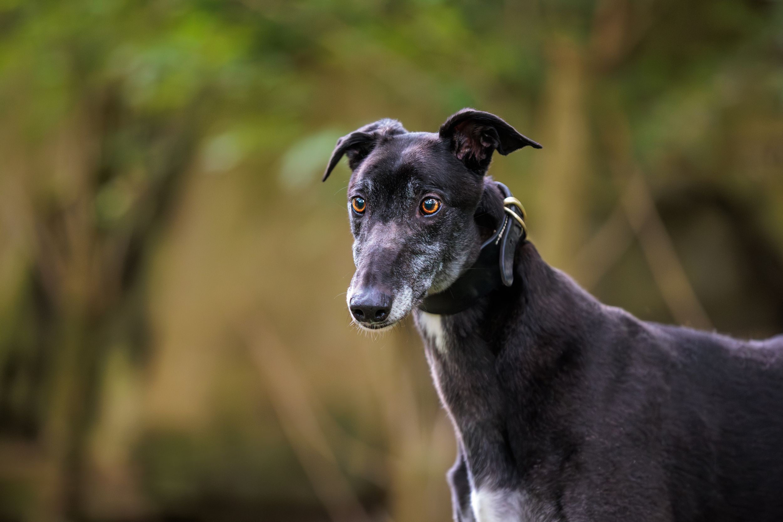 Close-up portrait of an elegant black greyhound with perked ears looking into the distance against a blurred background.