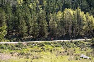 Scenic mountain road winds through dense forest with mix of evergreen and deciduous trees.
