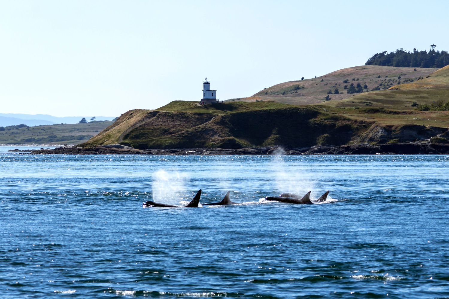 Orca whales, Orcinus orca also known as killer whale traveling in front of Cattle Point Light house on San Juan Island