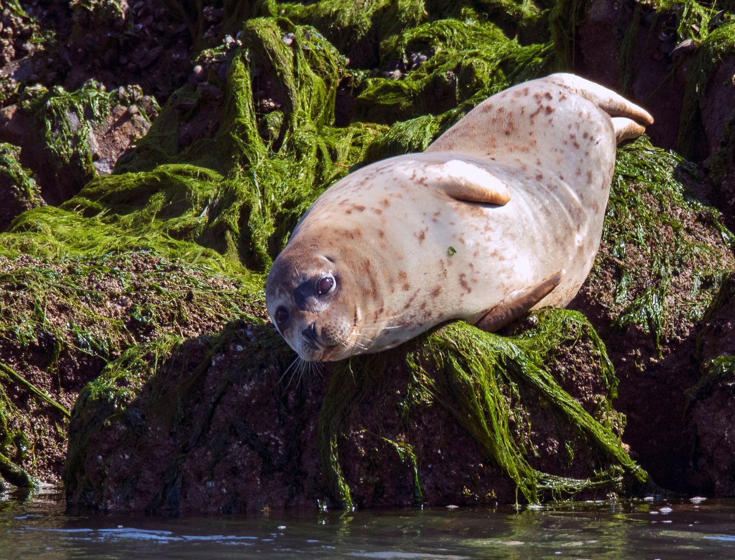 Harbor seal or the scientific name is Phoca vitulina  
Harbor seal on the rocks!