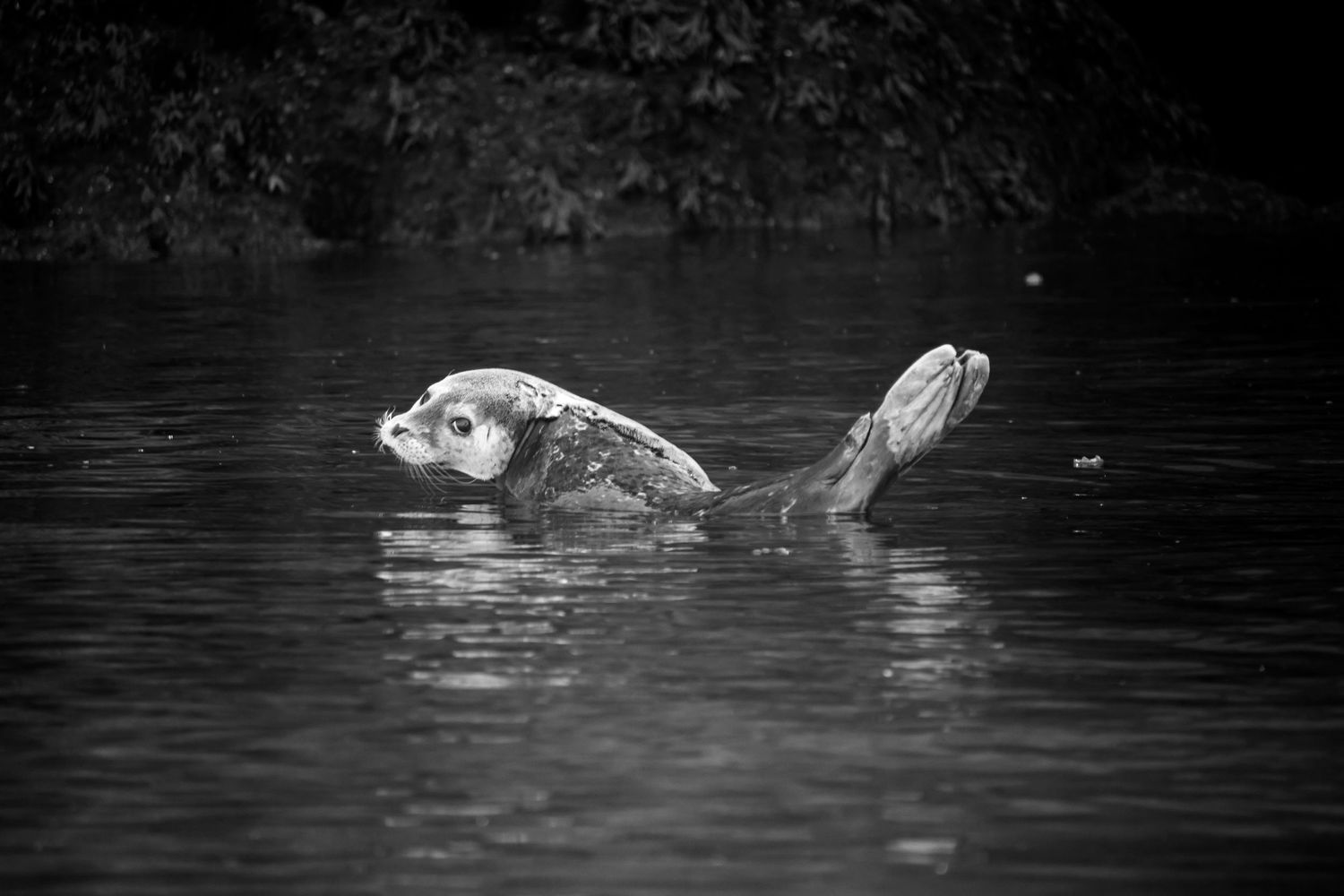 Harbor seal or the scientific name is Phoca vitulina