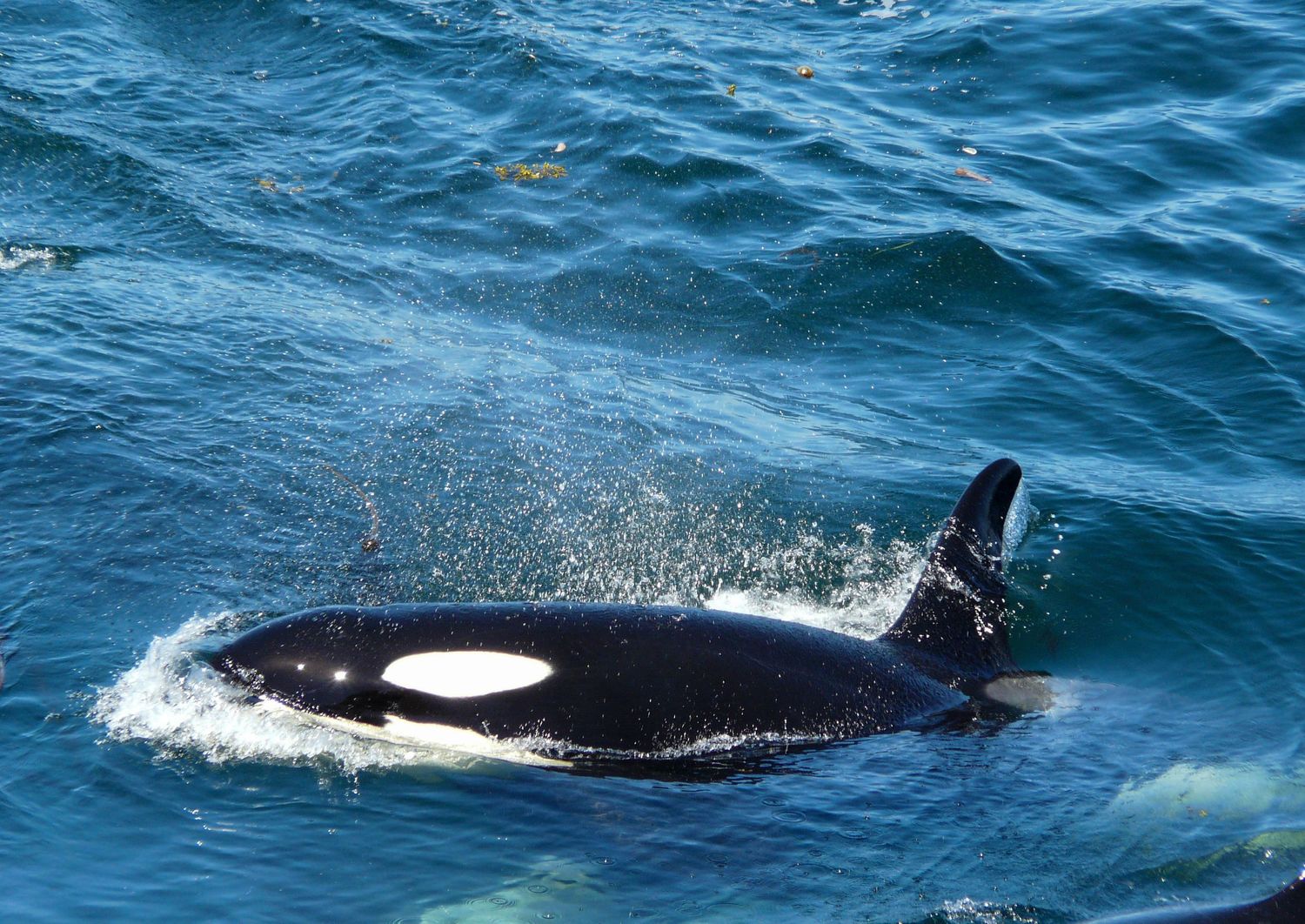 Orca whales, Orcinus orca also known as killer whale sometimes pop up right next to your boat. You need to be quick and cut your engines.