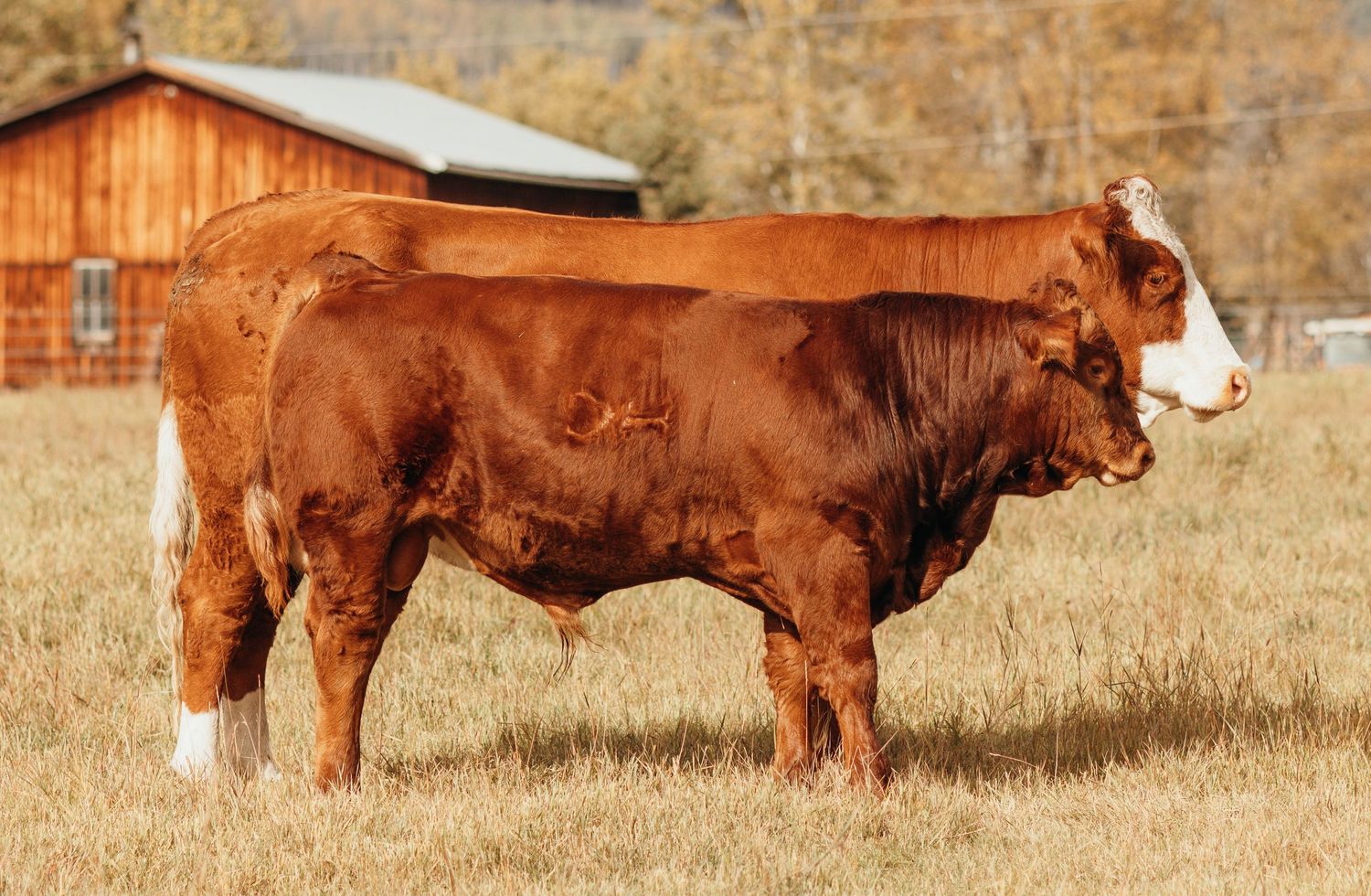 Red Hereford bull standing in dry autumn pasture with red barn in background.