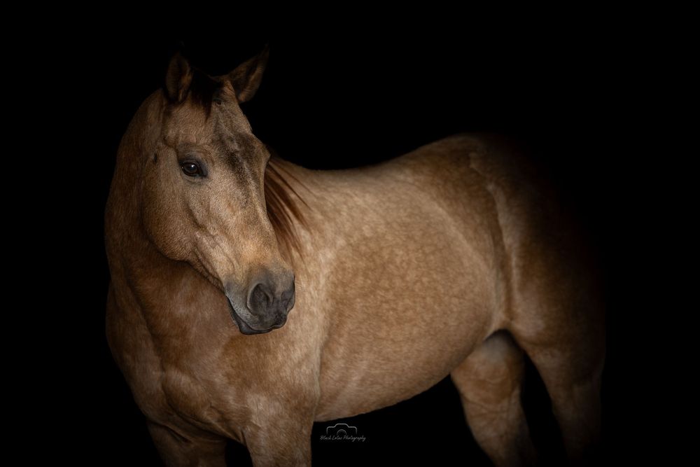 A brown Rhodesian Ridgeback dog shown in multiple profile views against a dark background.