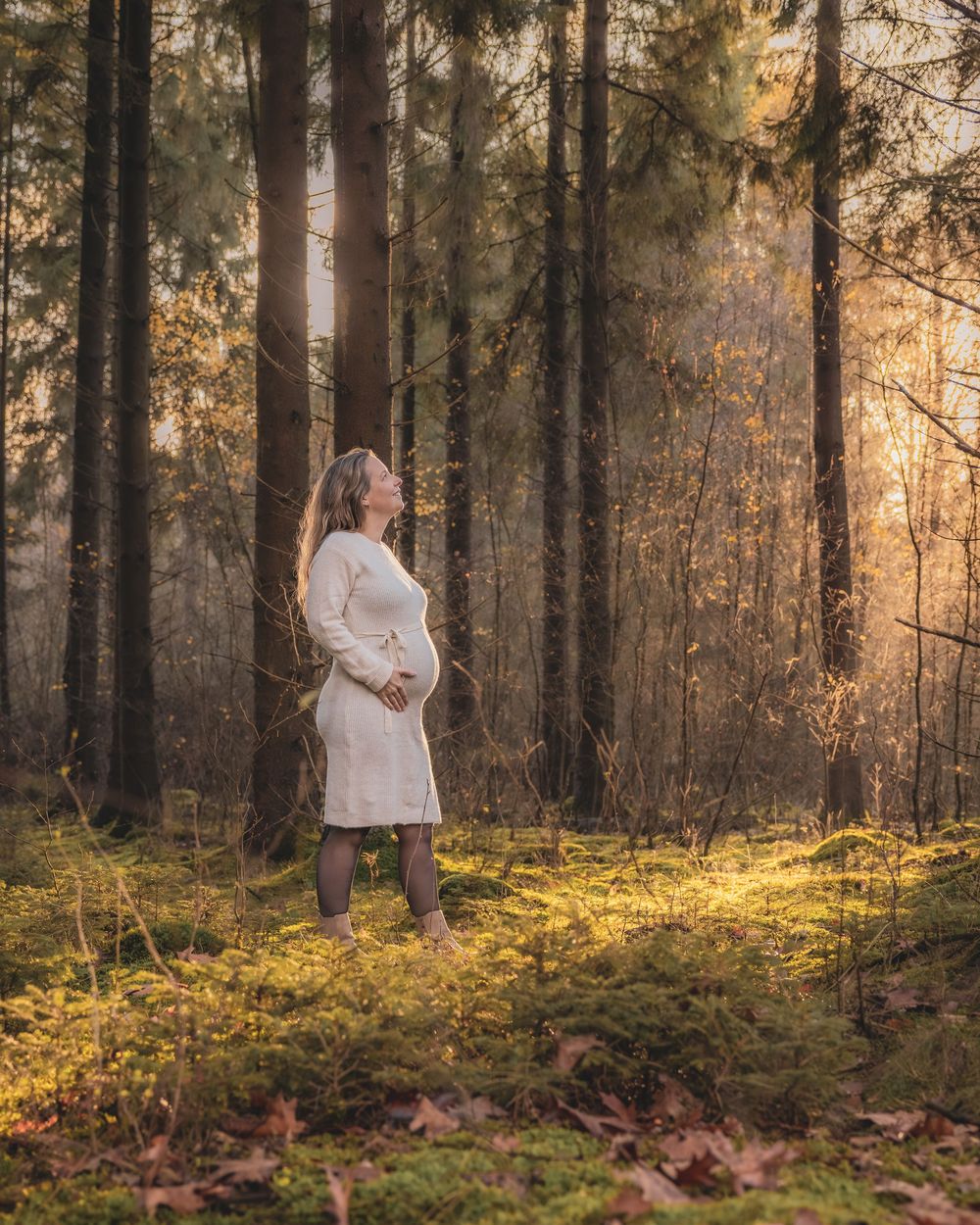 A serene forest scene at golden hour with sunlight filtering through pine trees and moss-covered ground.
