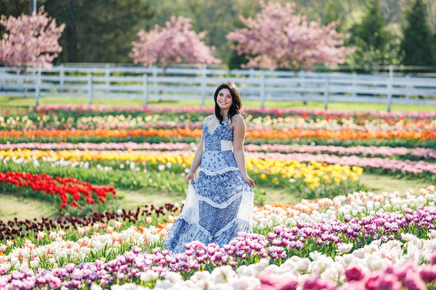 Colorful tulip garden with vibrant flowers blooming in spring.