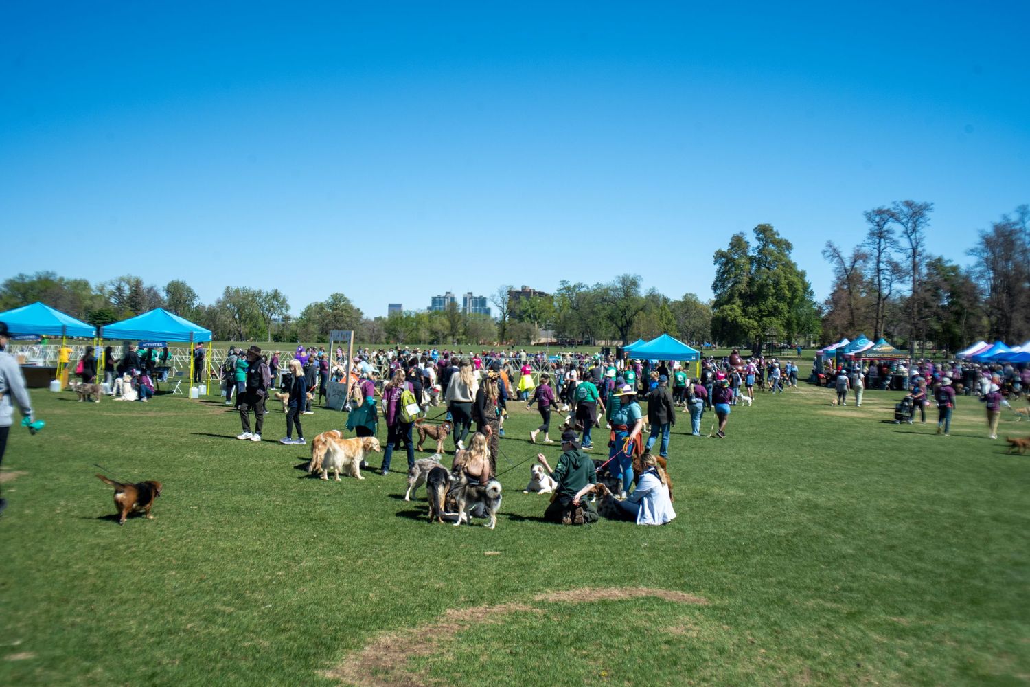 Outdoor dog festival on green grass with crowds of people, dogs, and teal tents under a clear blue sky.