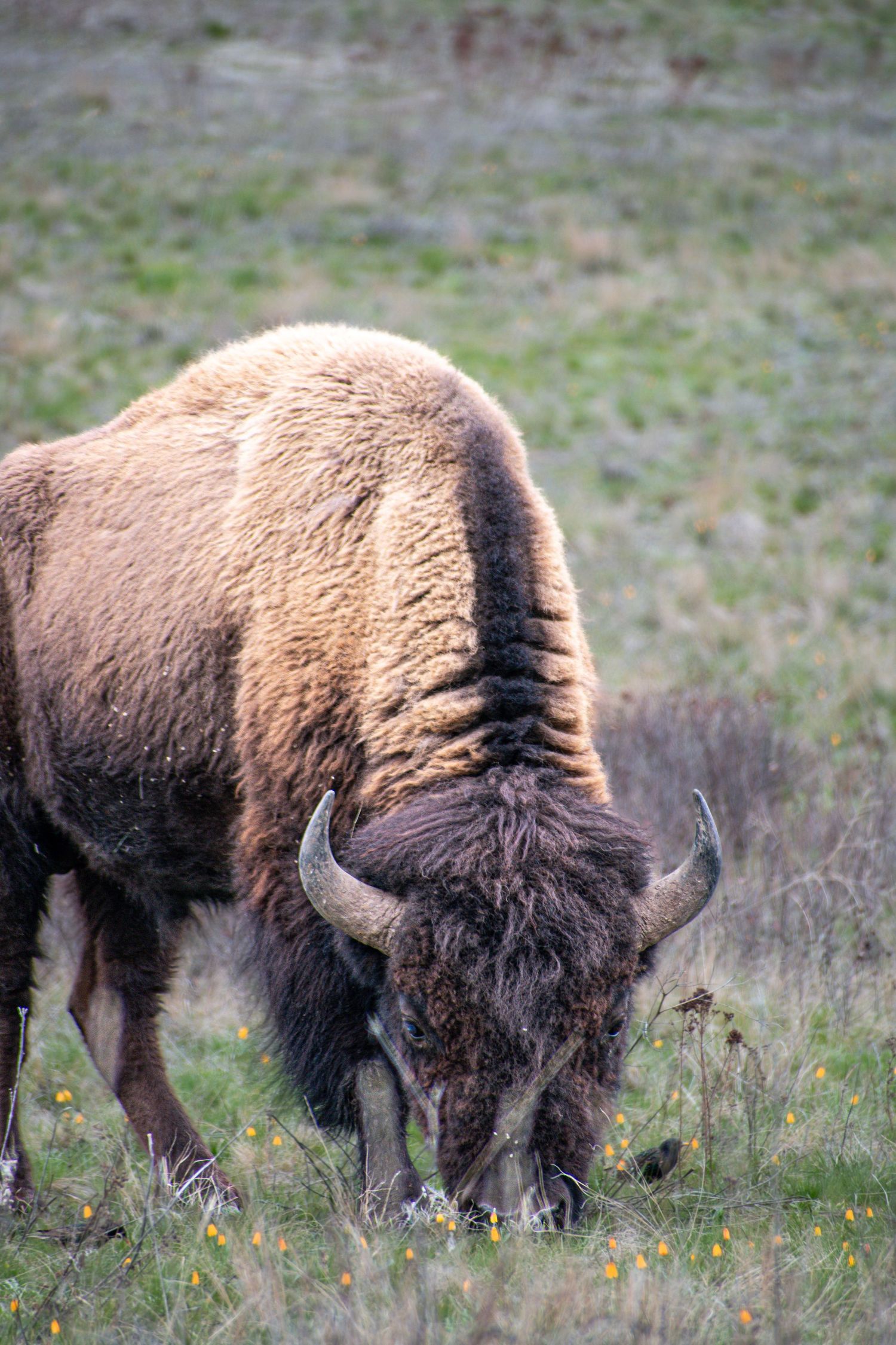 A massive brown bison grazes on a green grassy field dotted with small yellow wildflowers in soft light.