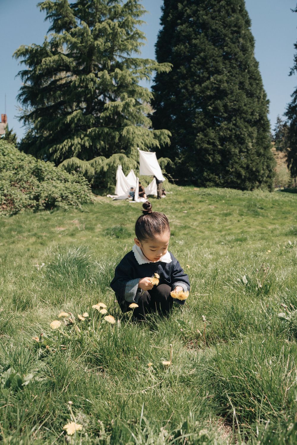 Young child in navy sweater picking dandelions on sunny green lawn with white tent and tall evergreen trees in background.