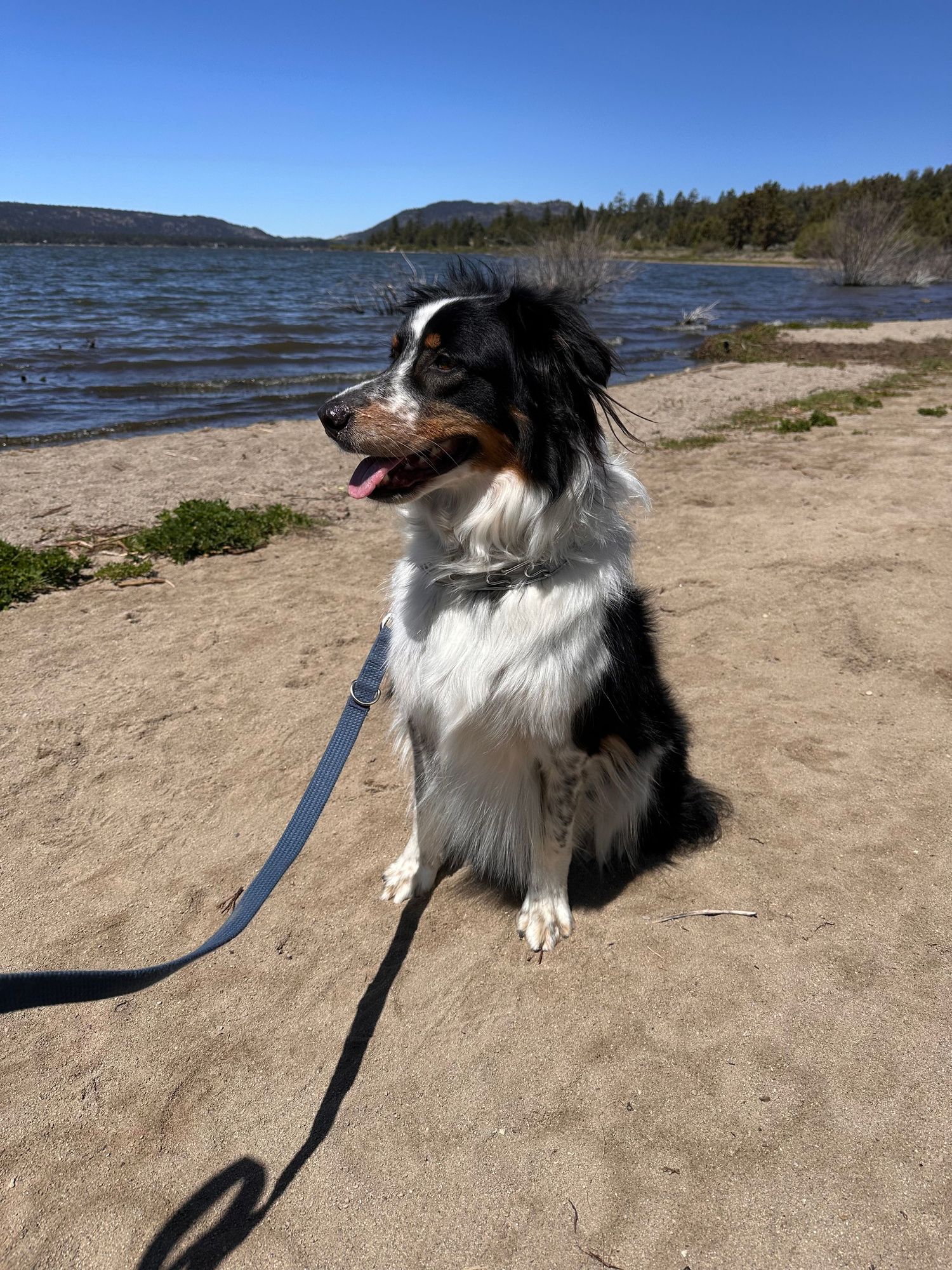A black and white Australian Shepherd dog sits on a sandy beach on a leash with a calm lake and blue sky behind.