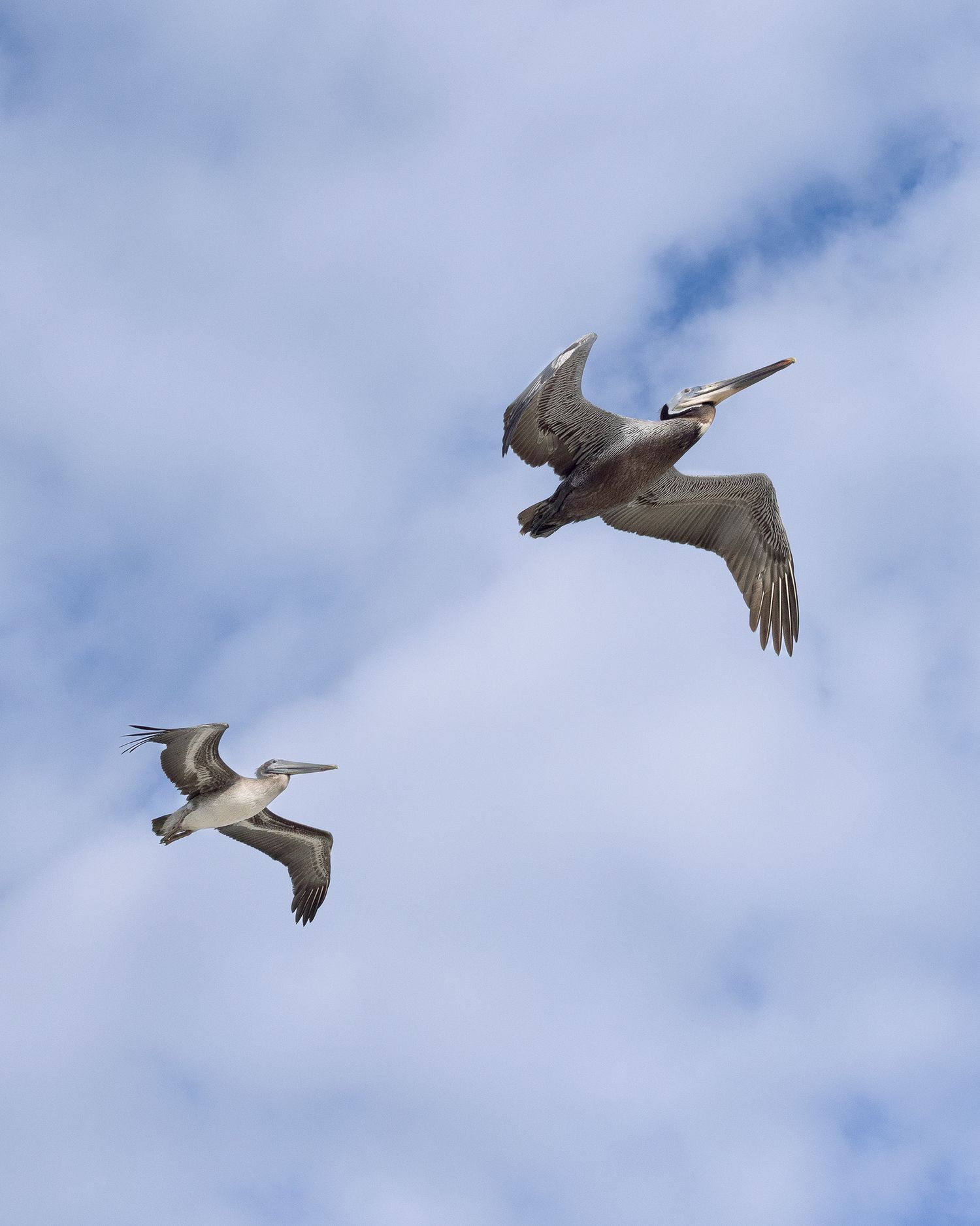 Two brown pelicans soaring gracefully through a partly cloudy blue sky.