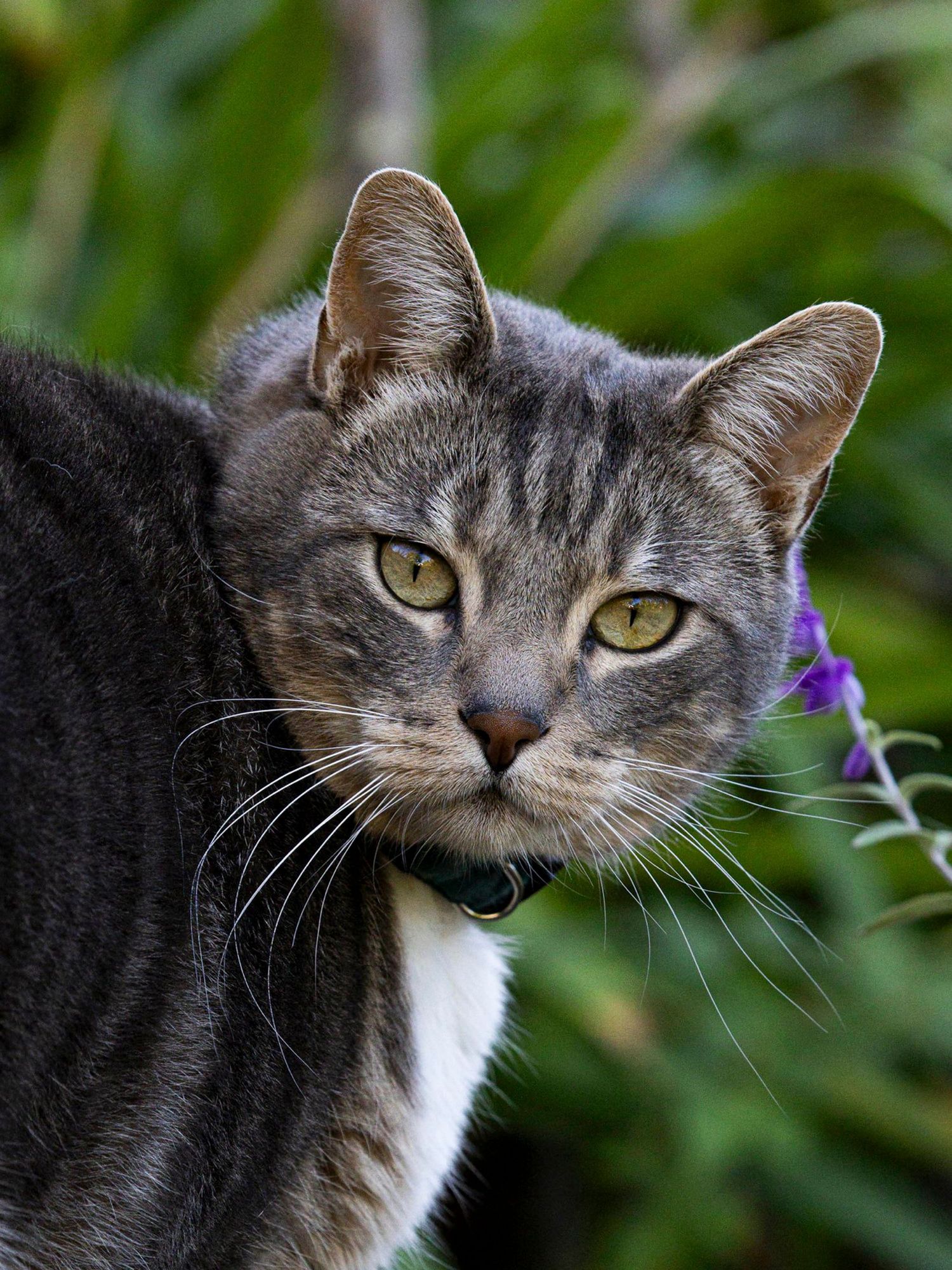 Gray tabby cat with green eyes wearing a collar sits alert outdoors among purple flowers and green foliage.