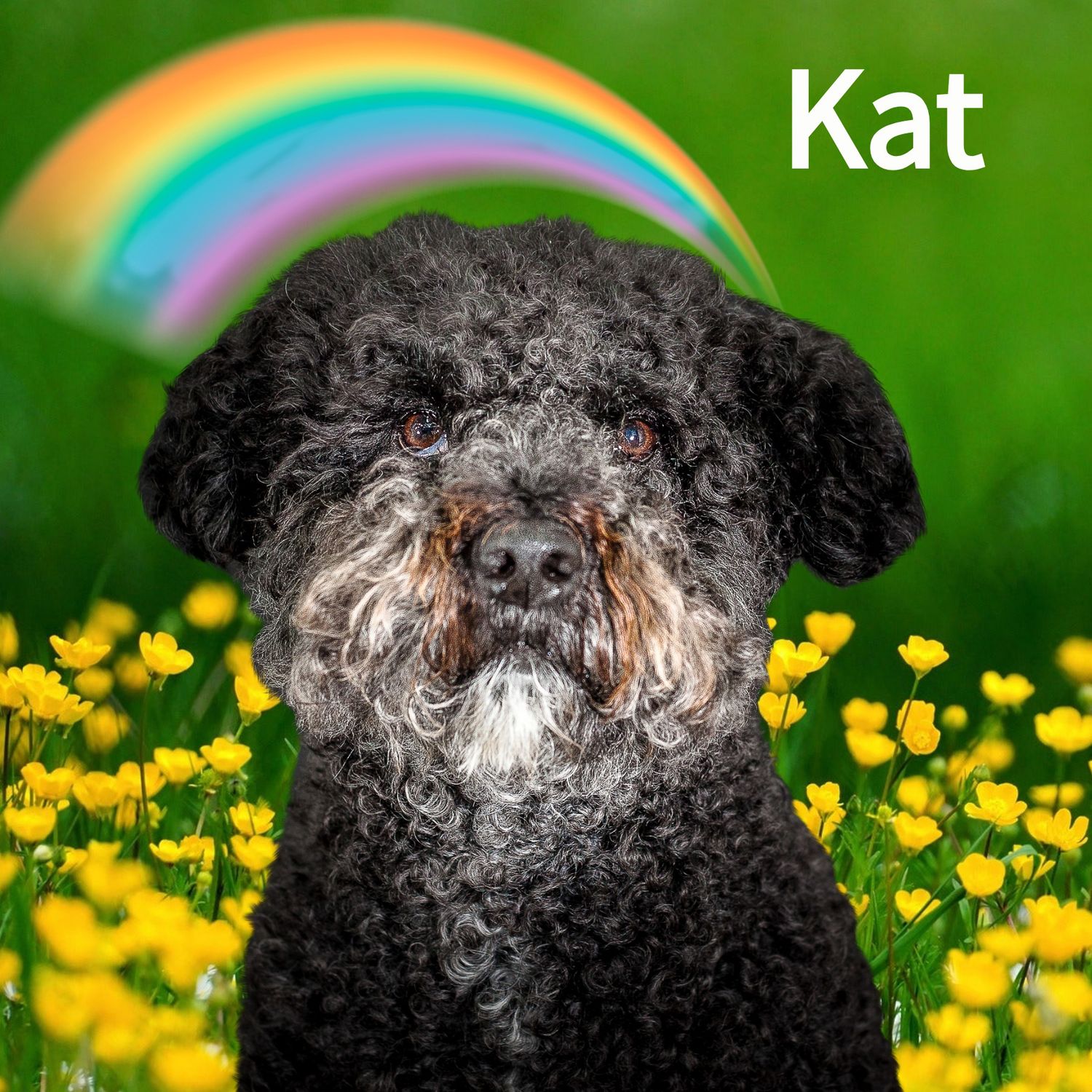 Black curly-haired dog named Kat sitting in yellow flower field with rainbow background.