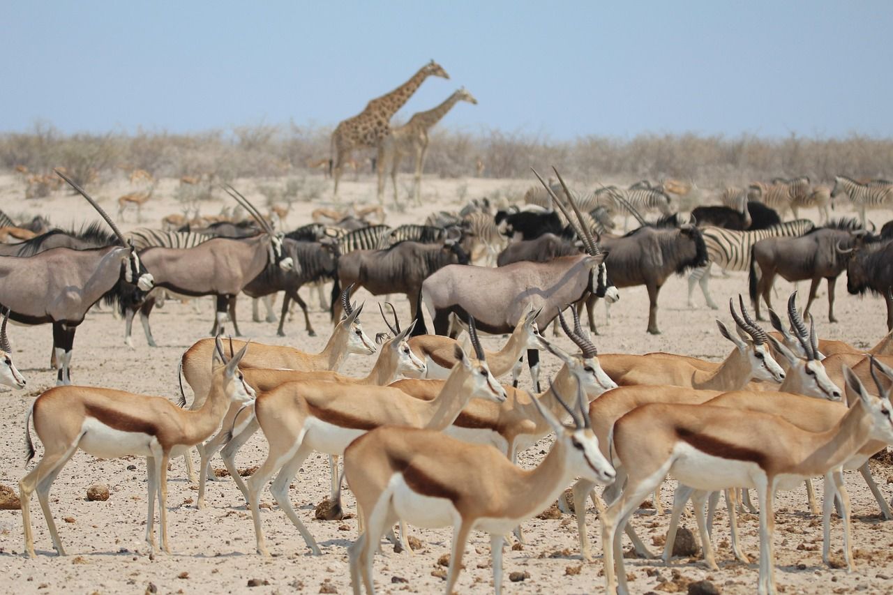 Wildlife in the Kgalagadi: impala, gemsbok, and giraffe among dusty sands and heat haze on a GETPIX photography tour.