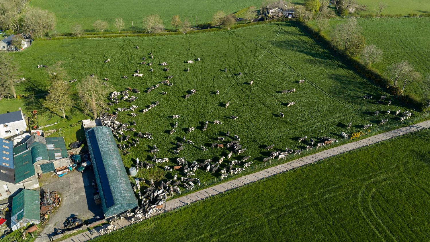 Aerial view of Holstein dairy cows grazing on lush green farmland beside a rural road and farm buildings.