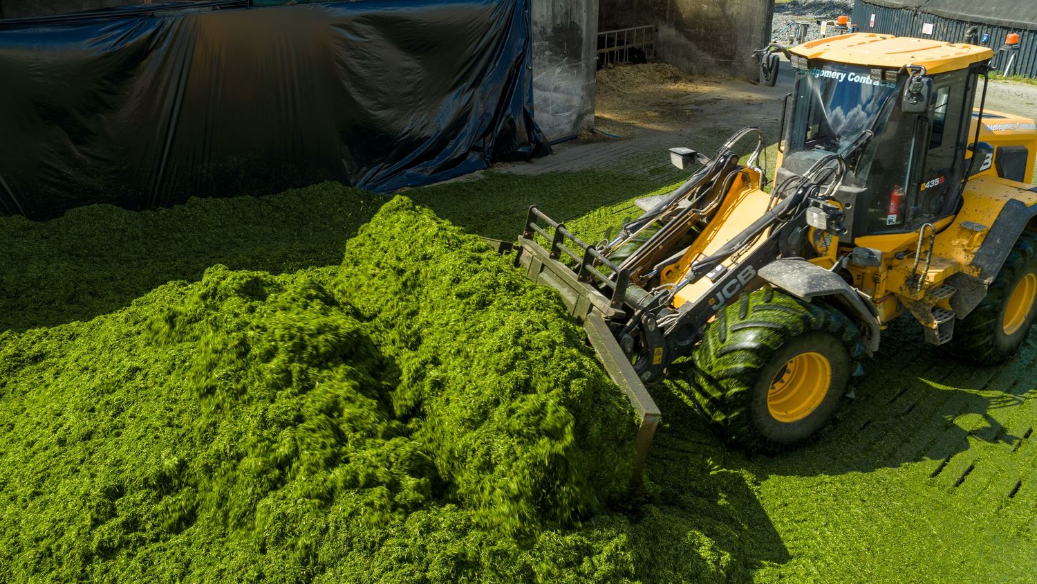 Yellow front loader moving a large pile of bright green silage at an agricultural storage facility.