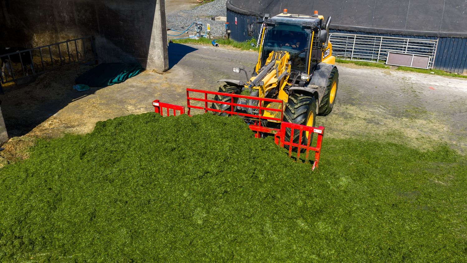 Yellow loader tractor pushing fresh green silage into a large pile on a farm.