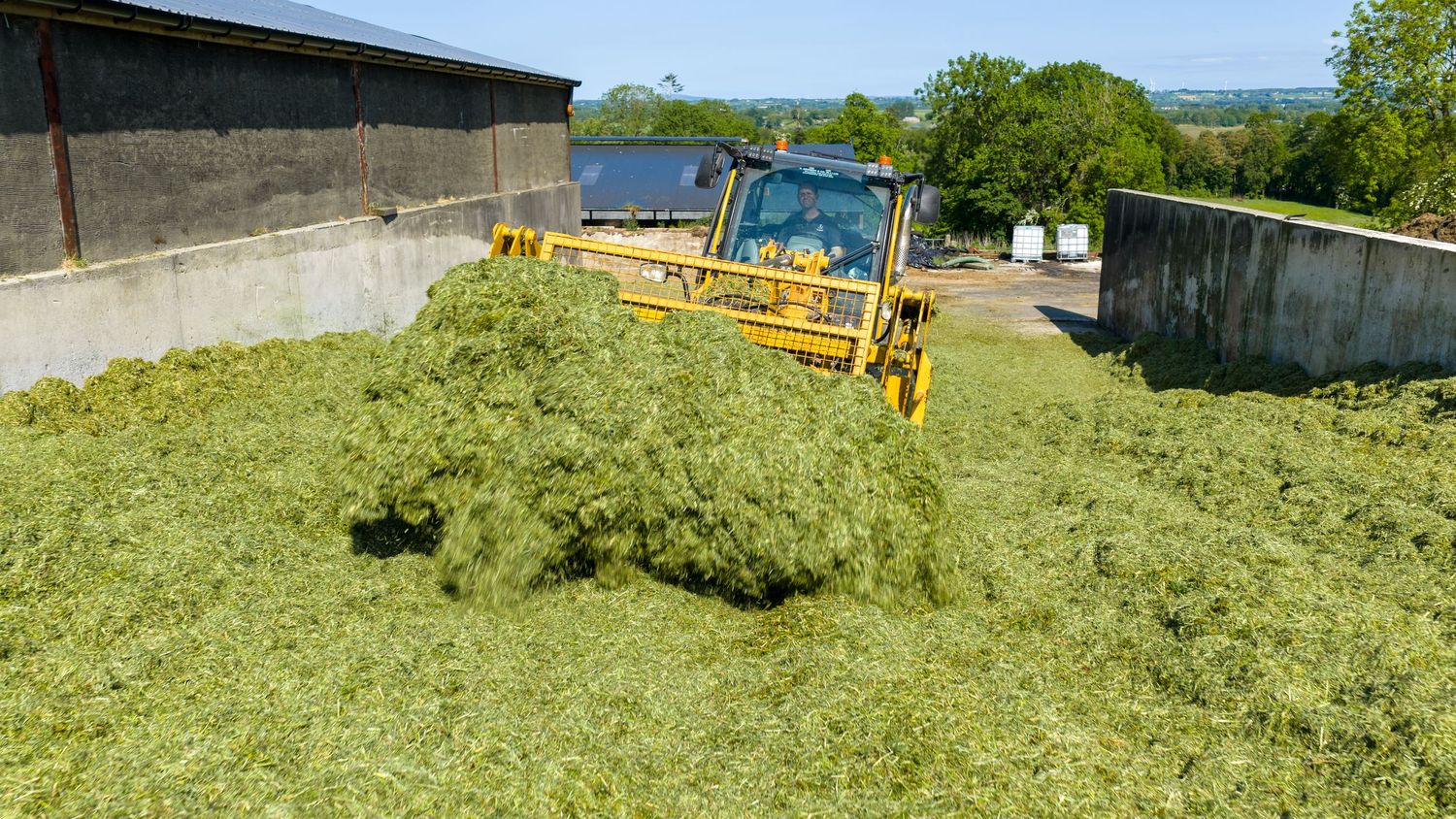 Yellow tractor compacting fresh green silage grass in a farm pit during harvest season.