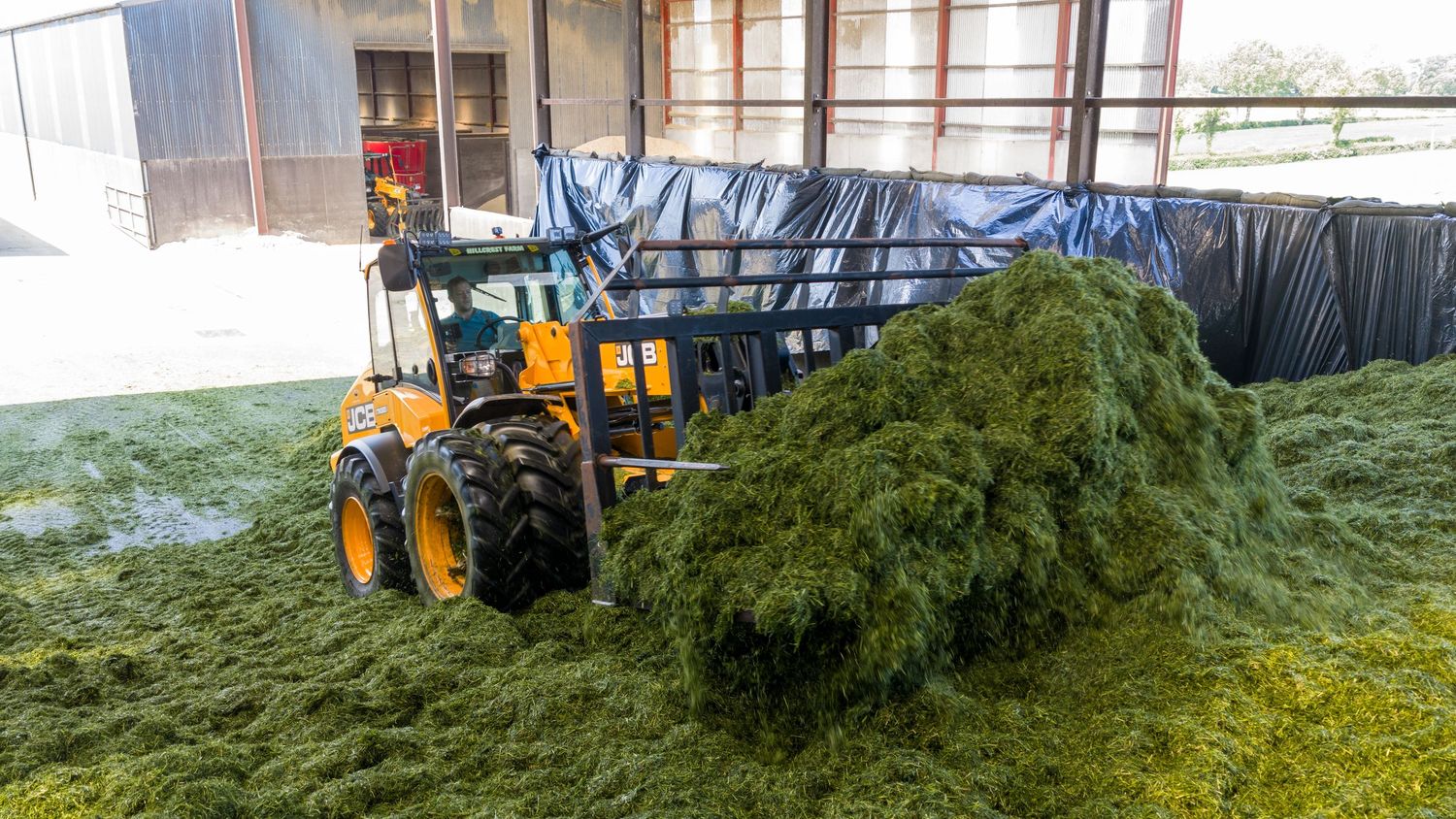 Yellow front loader tractor pushing fresh green silage into a storage bunker on a farm.