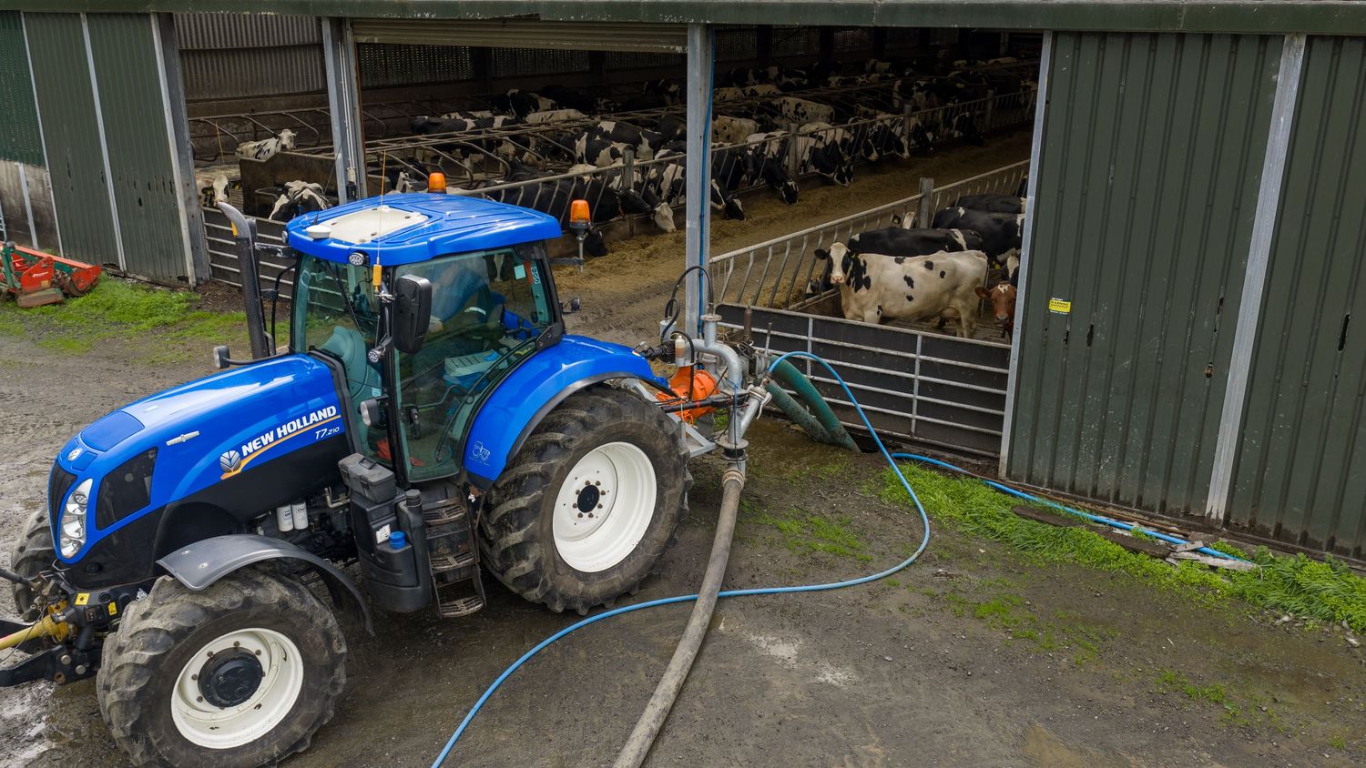 Blue New Holland tractor parked outside a dairy farm barn with cows and farmers visible in the background.